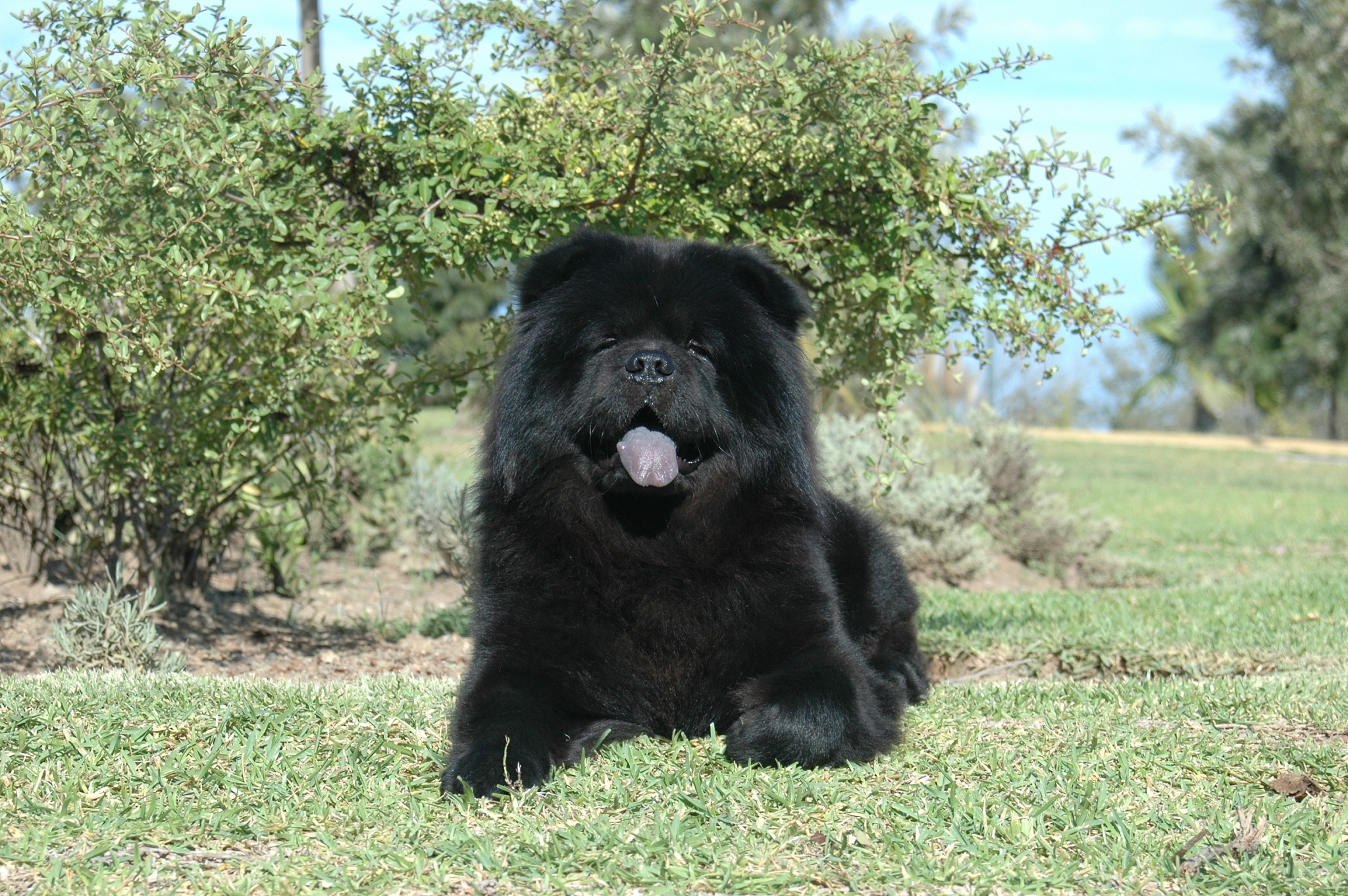 cc域名续费价格