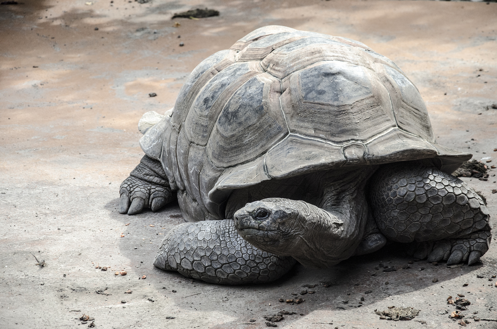 turtle