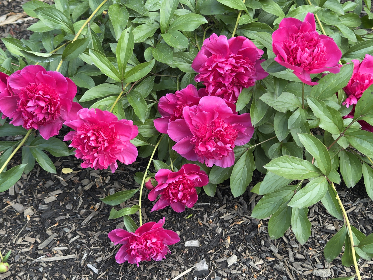 芍药和牡丹的区别200字左右详细描述一下