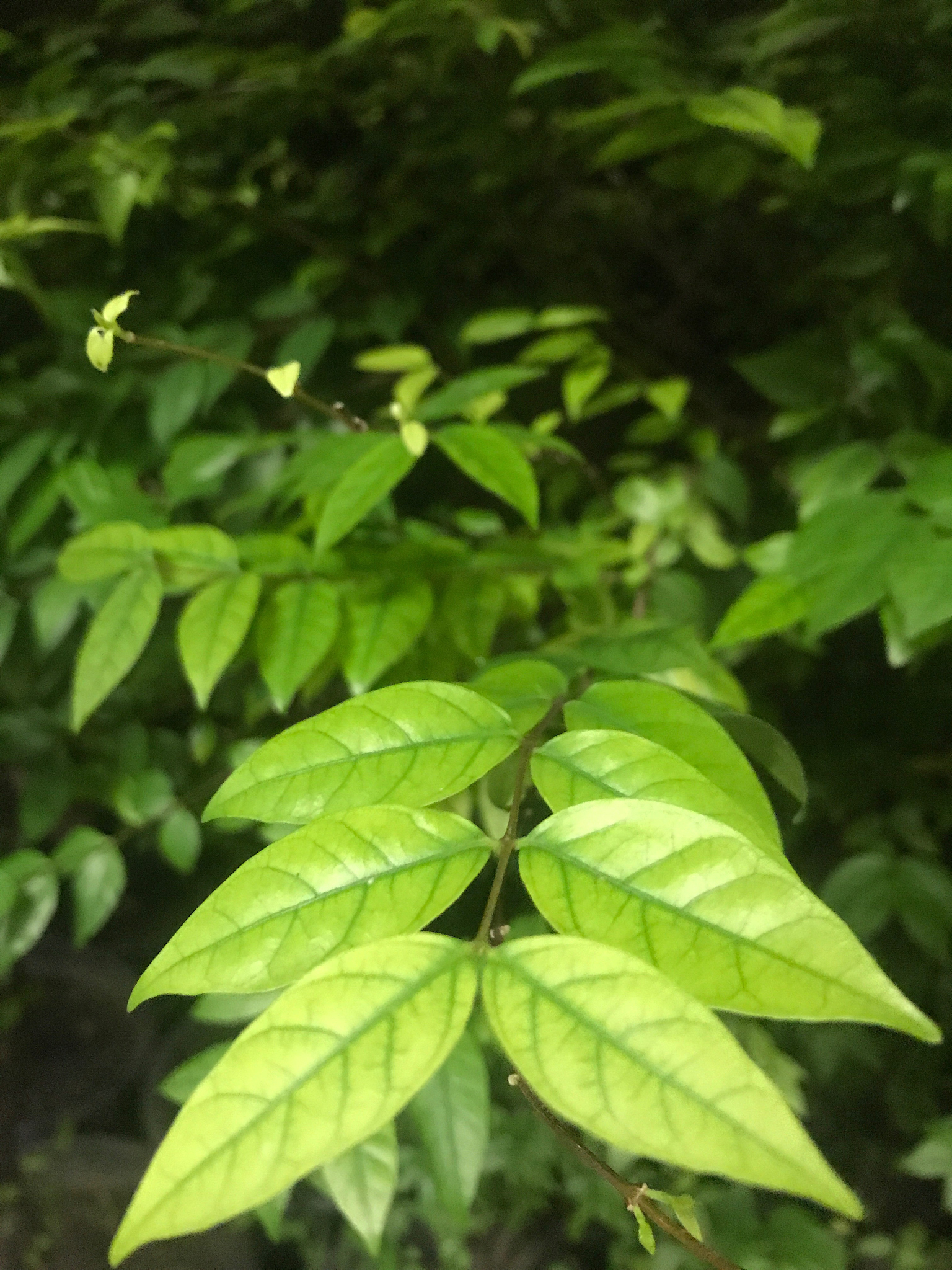 close-up of green leaves