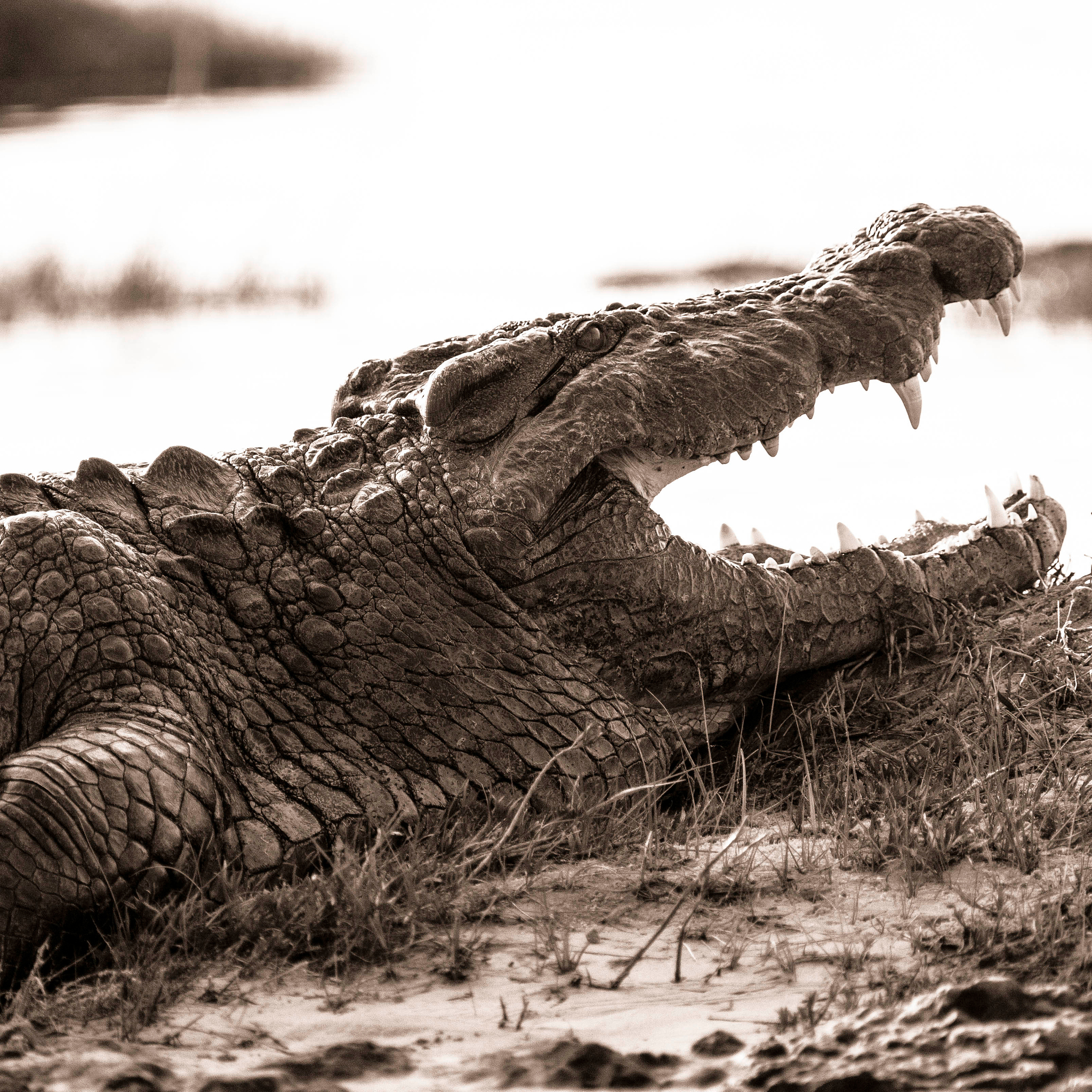 close-up of crocodile at beach