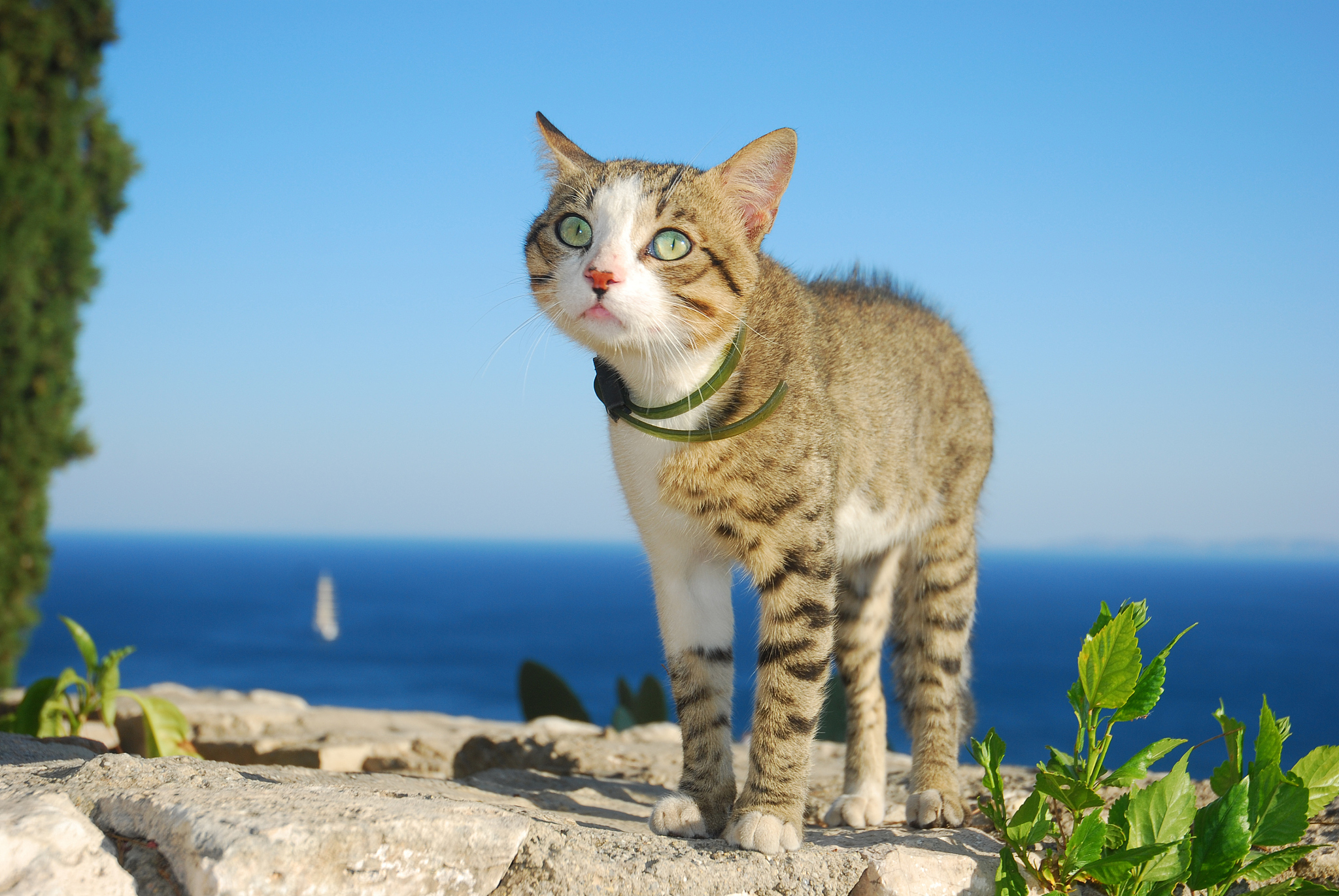 the cat on vacation