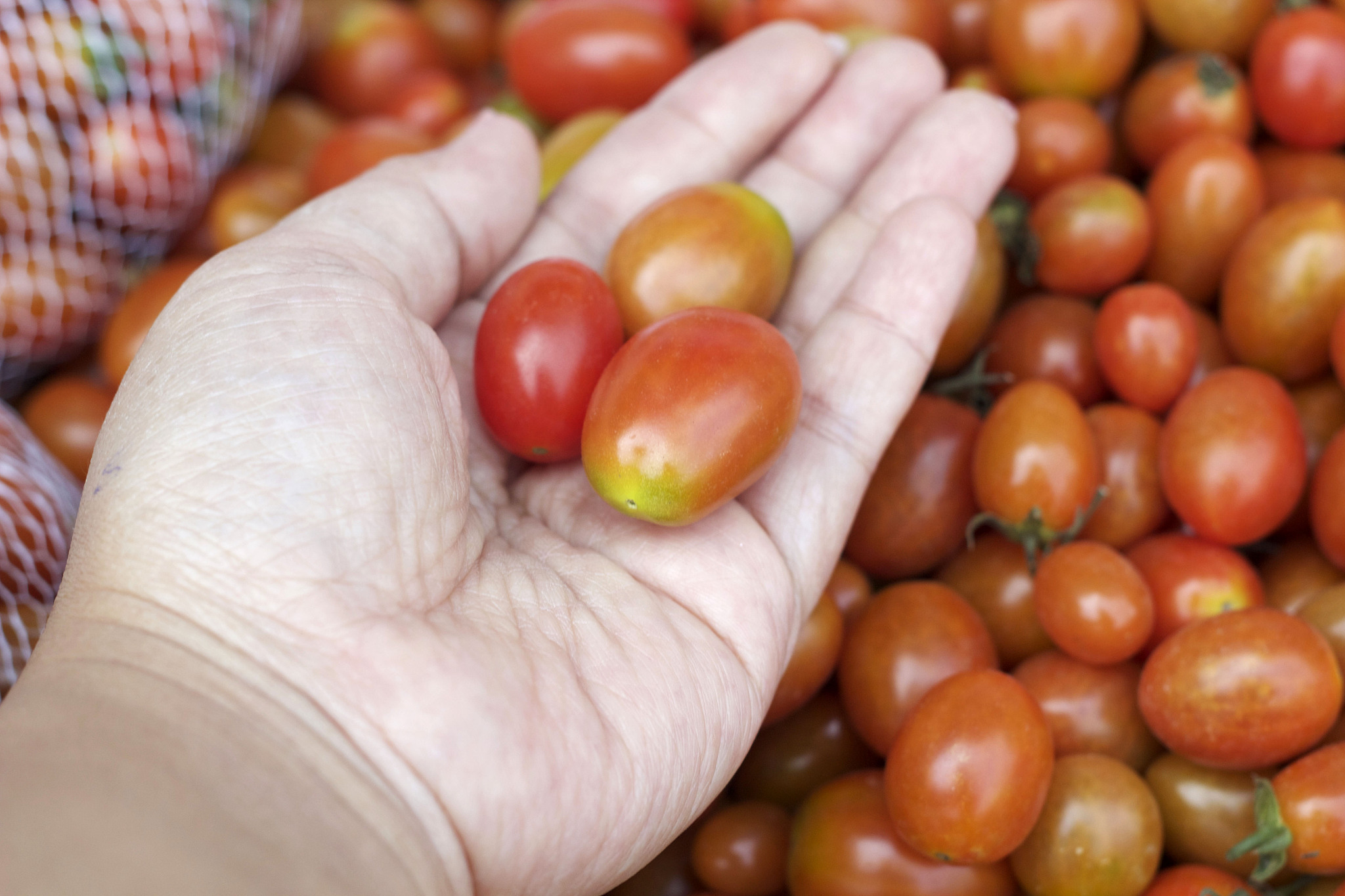 请问和田玉枣和灰枣有什么区别？