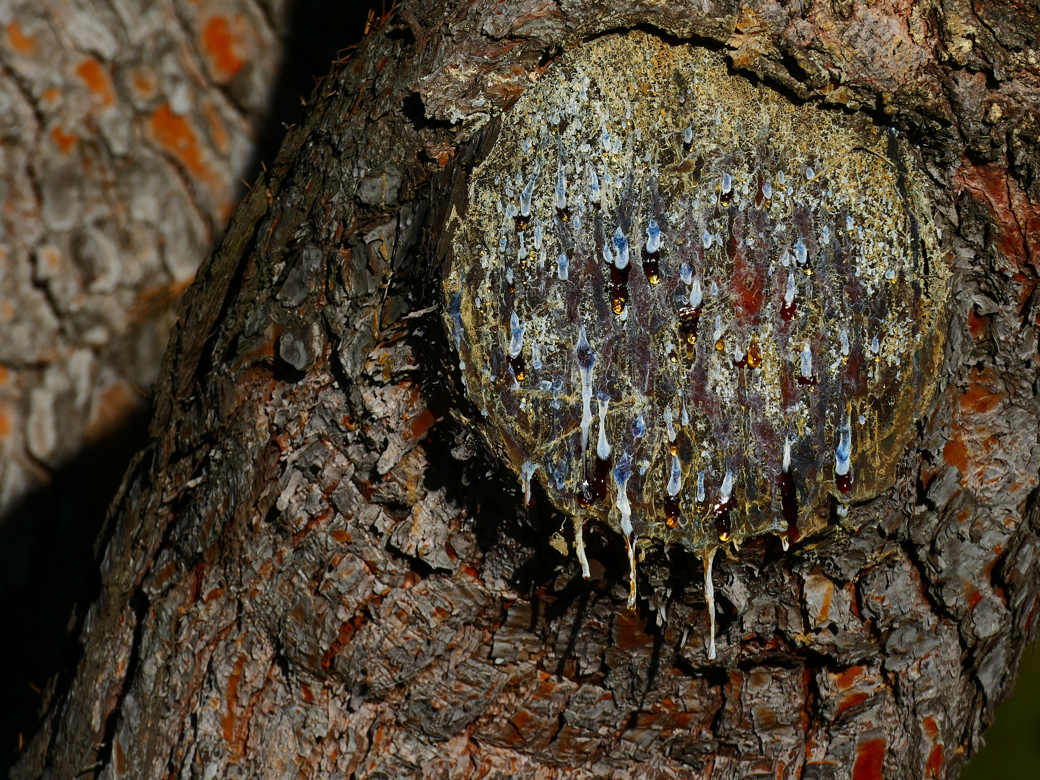 the pine tree