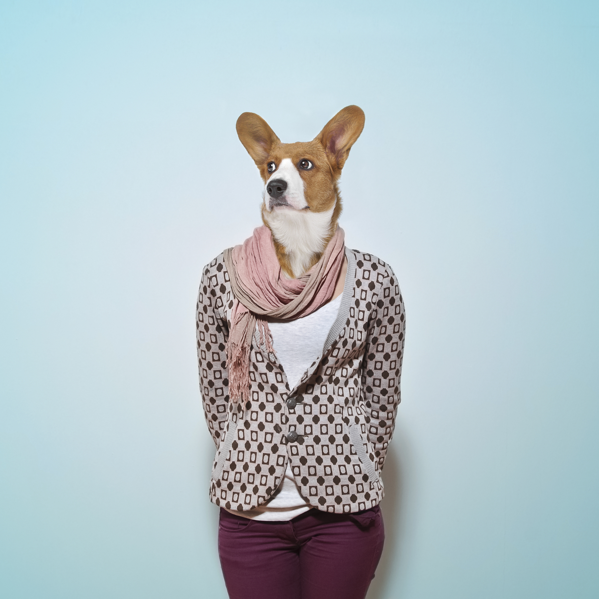 dog head