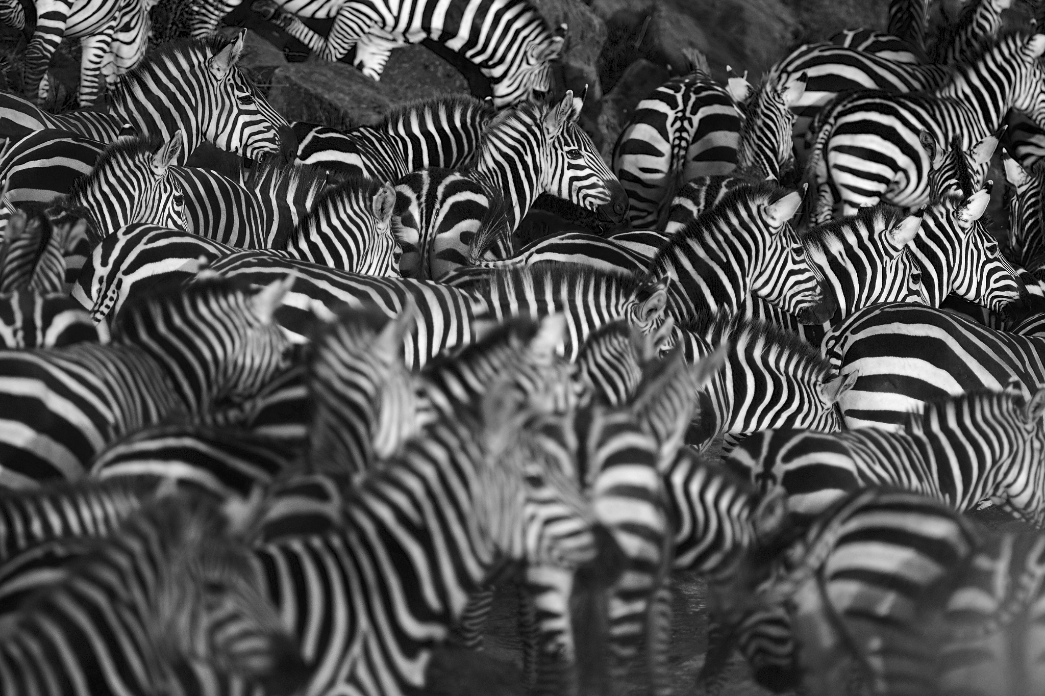 zebra herd