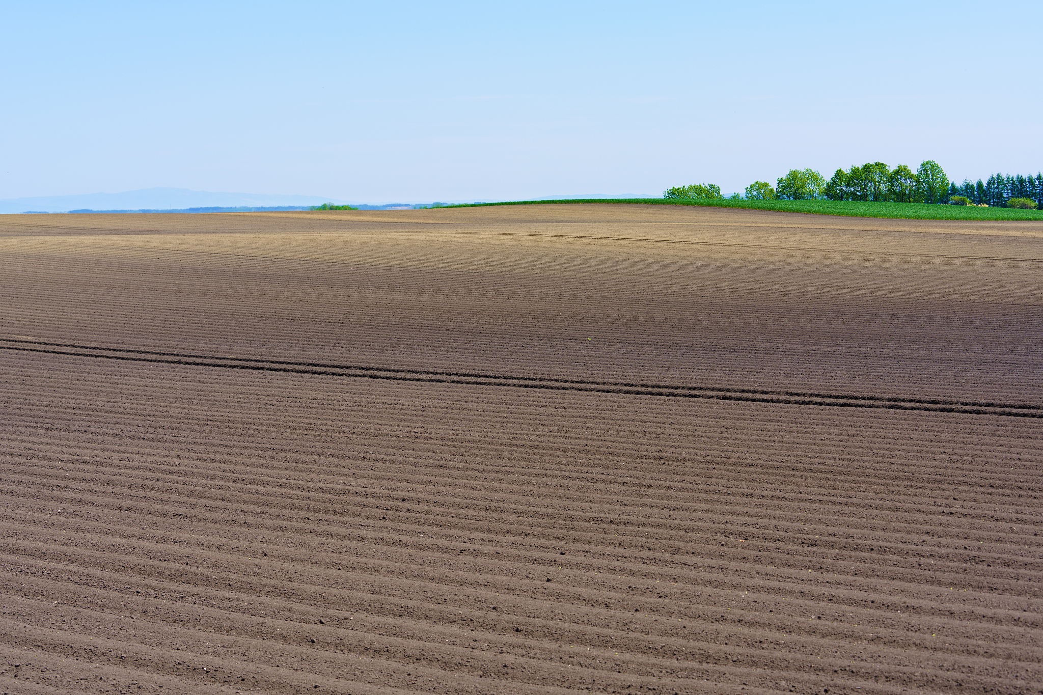field in spring