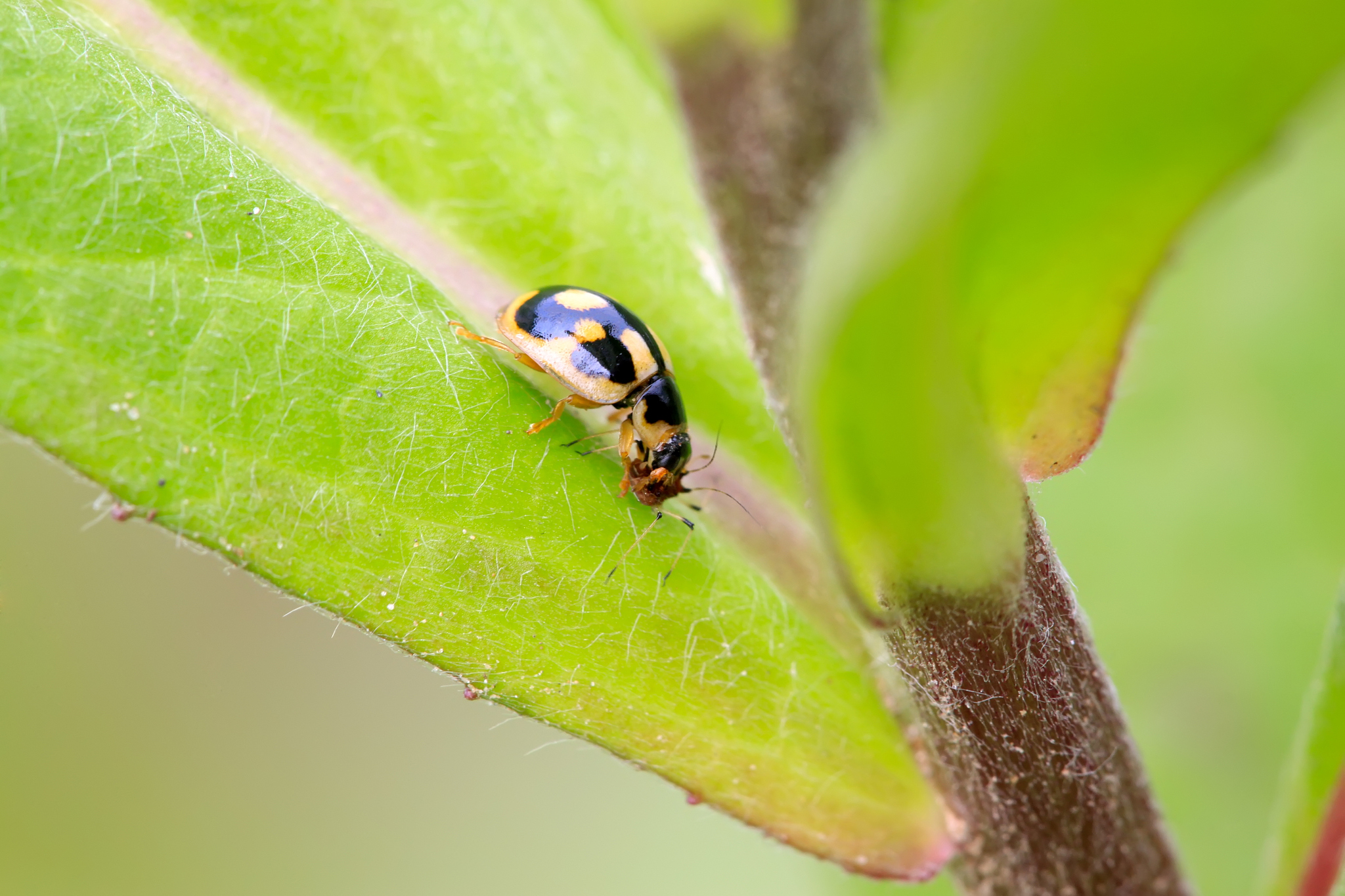 园艺科学与生物技术期刊 (JOURNAL OF HORTICULTURAL SCIENCE & BIOTECHNOLOGY) 稿件类型