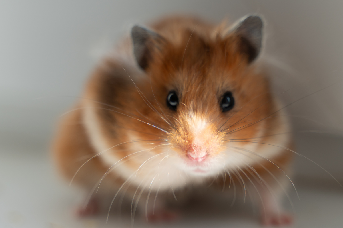 陈家港 仓鼠购买指南：宠物店、市场、网购全方位解析