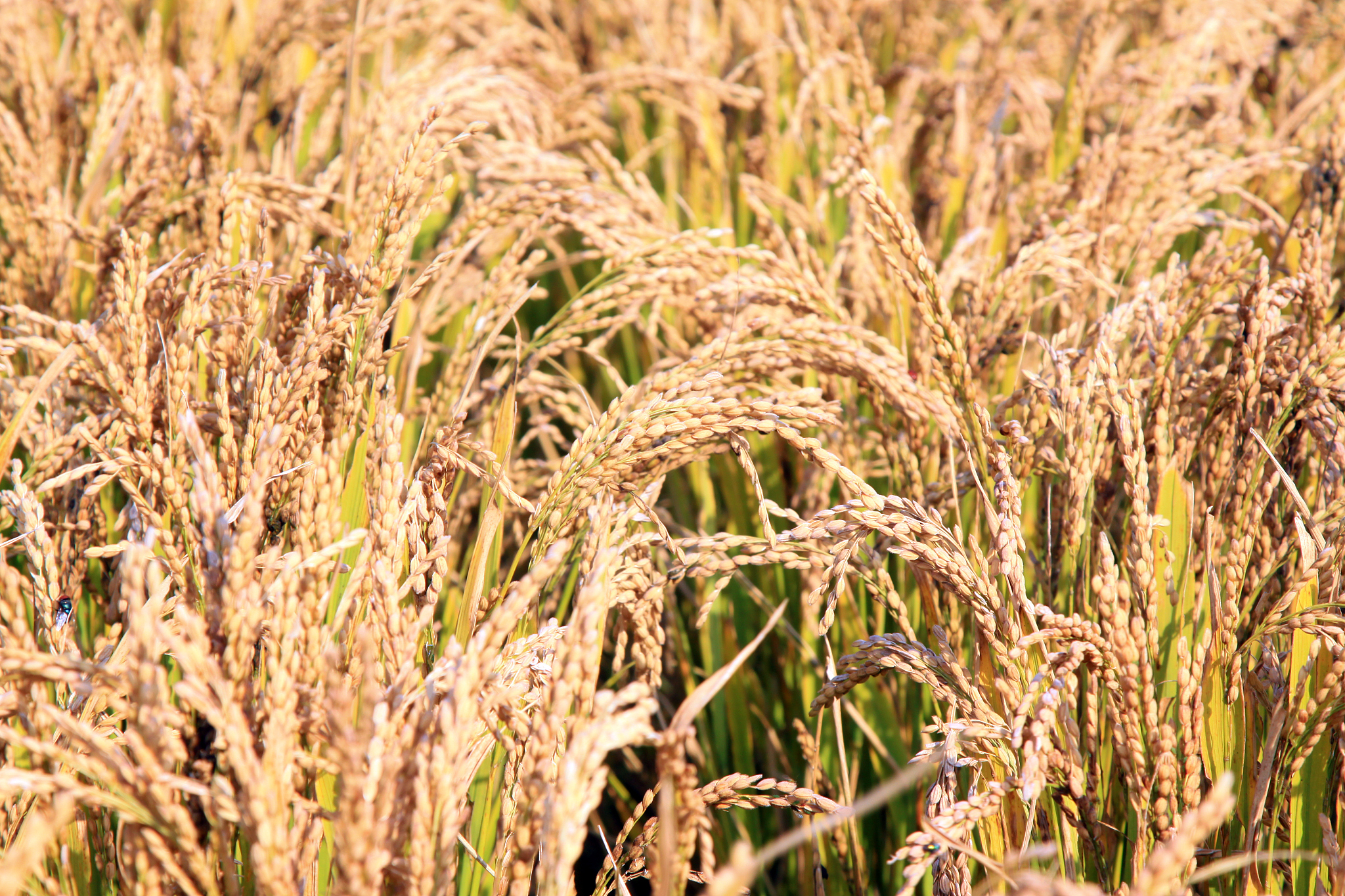 rice scenery in rural north china