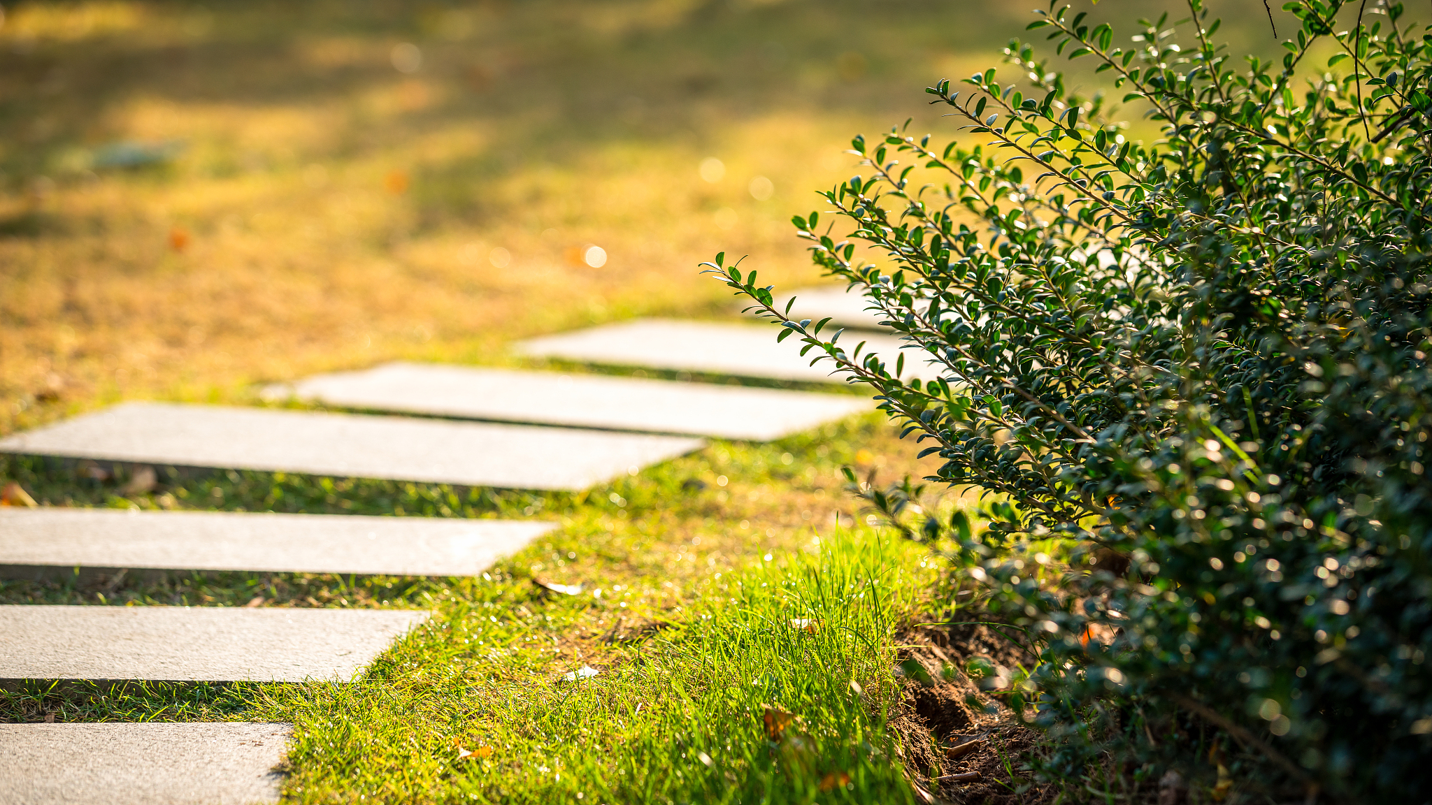篱落疏疏一径深树头新绿未成荫的意思是什么