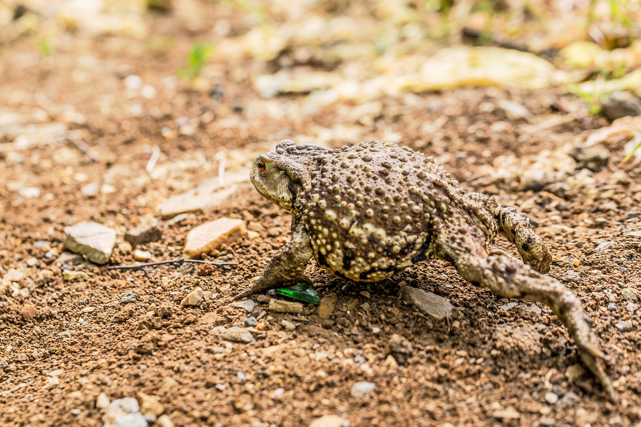 加入人性化的口吻朗读以下文章：沙漠雨蛙这是一个令人惊叹的物种。它们的外形可爱又凶萌就像一个小馒头一样圆滚滚的。它们的体长一般只有2-4厘米左右但当它们感到危险或生气时却能使劲儿将身体鼓起假装自己很大只并发出凶猛萌的叫声。这种气鼓鼓的样子加上细细的叫声让人不禁感到害怕。沙漠雨蛙的生活环境极其苛刻它们几乎一辈子都生活在干旱的沙漠地区很少遇到水。它们没有强有力的后腿无法跳跃只能用小短腿挖沙子和钻洞。大部