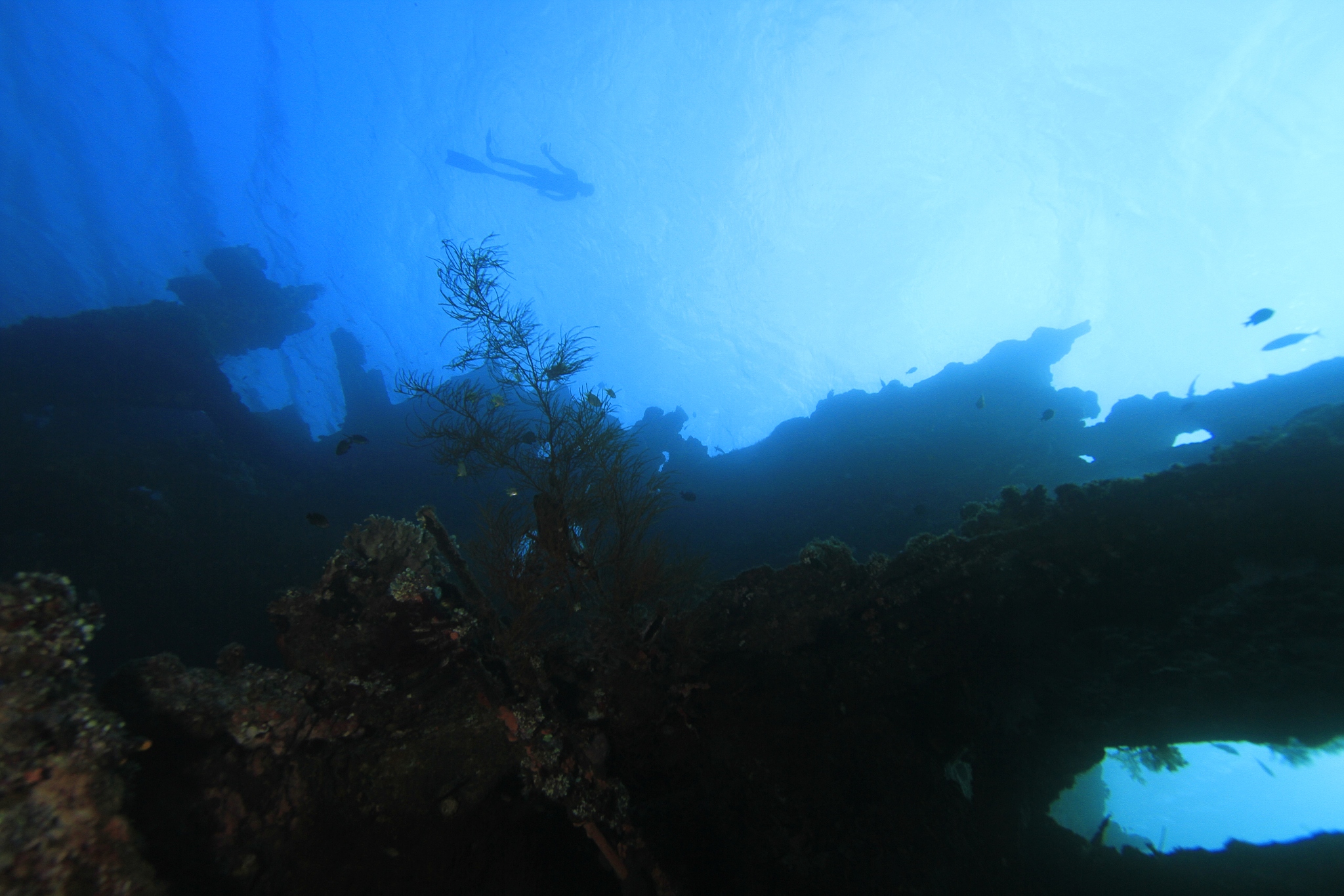 diver