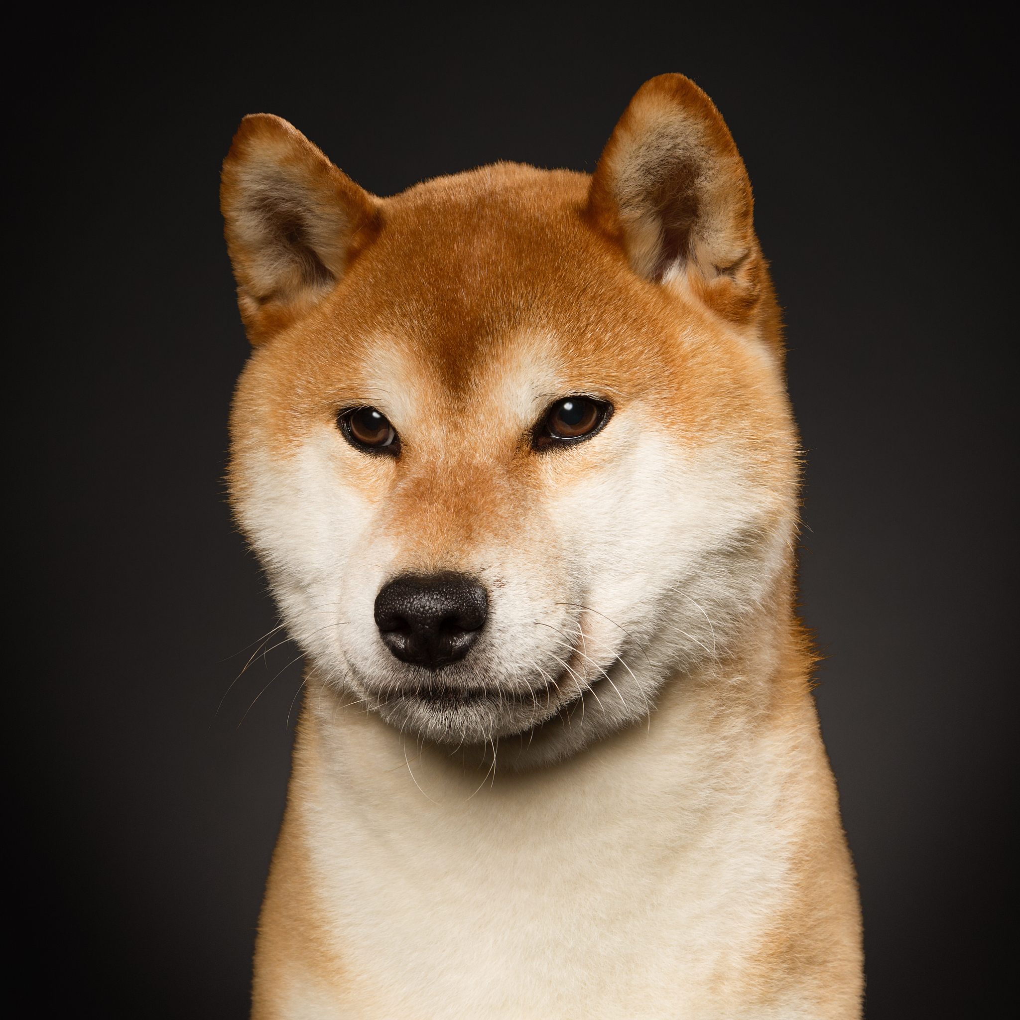 狗头是什么意思