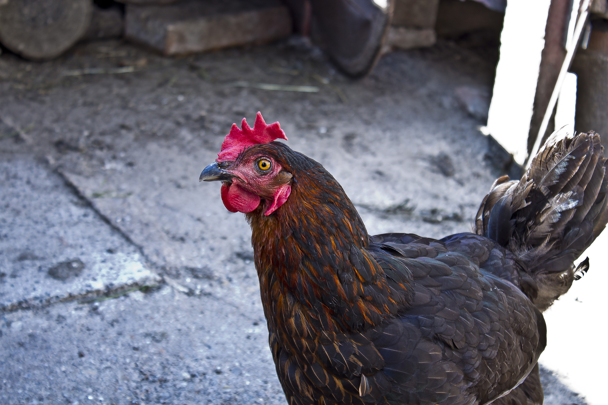 chicken