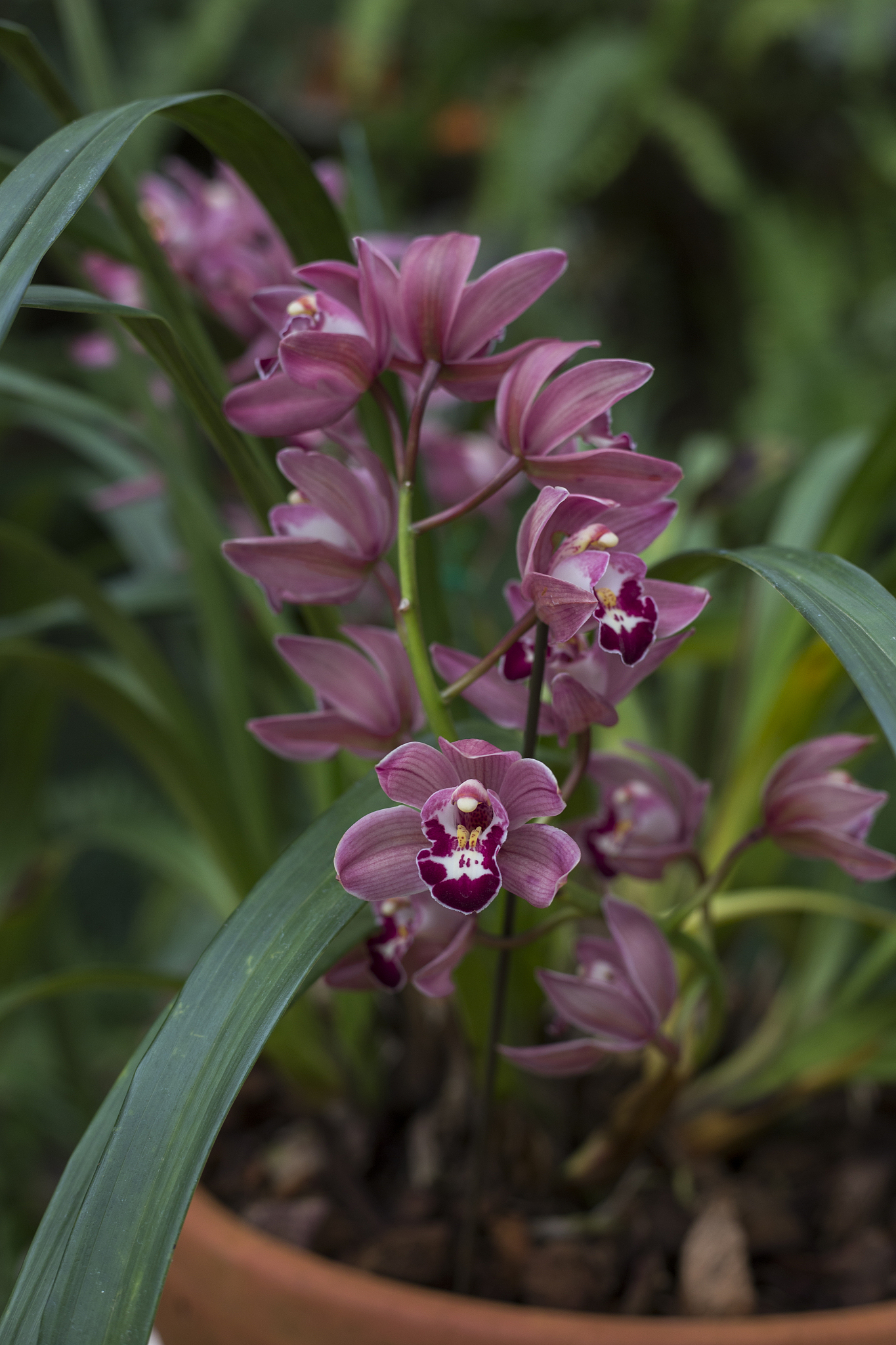 orchid flower in thailand