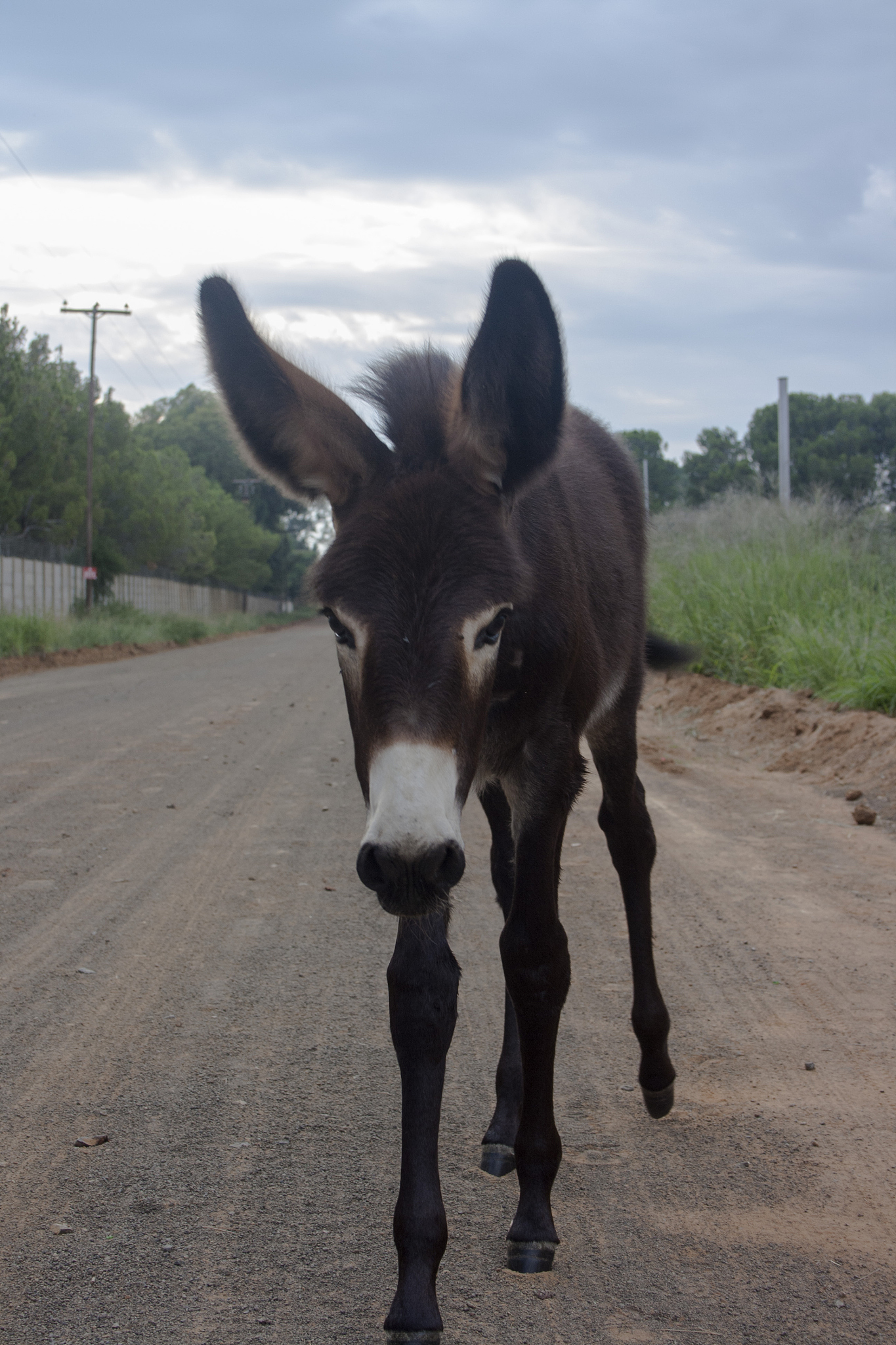 donkey on the road