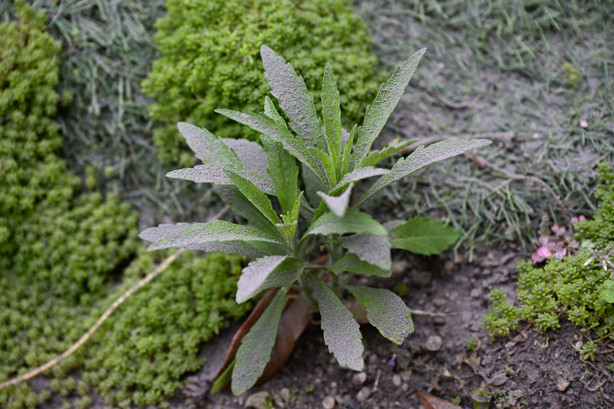 查询一下返魂草