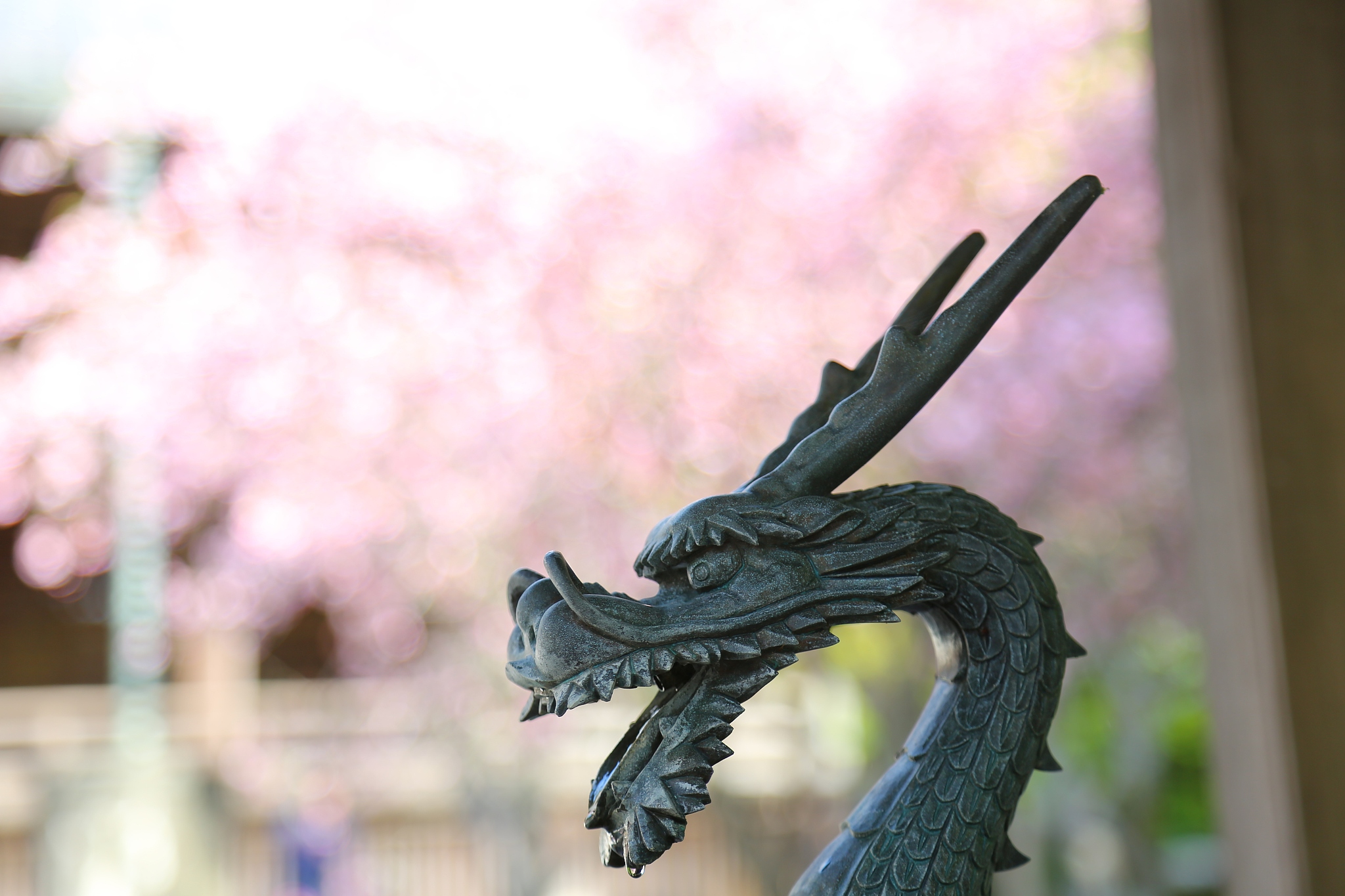 cherry blossoms and dragon