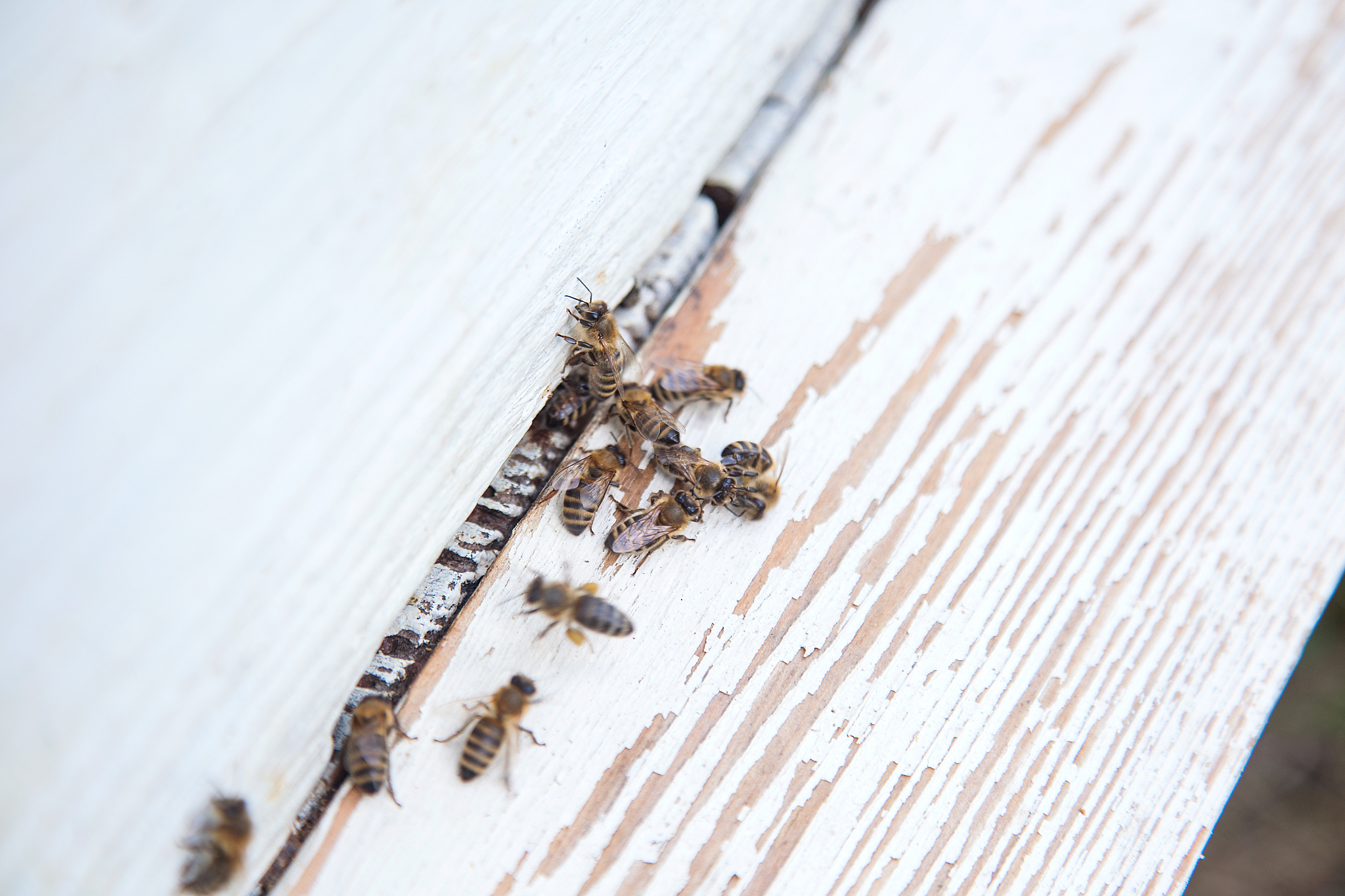plenty of bees at the entrance of white beehive in apiary.