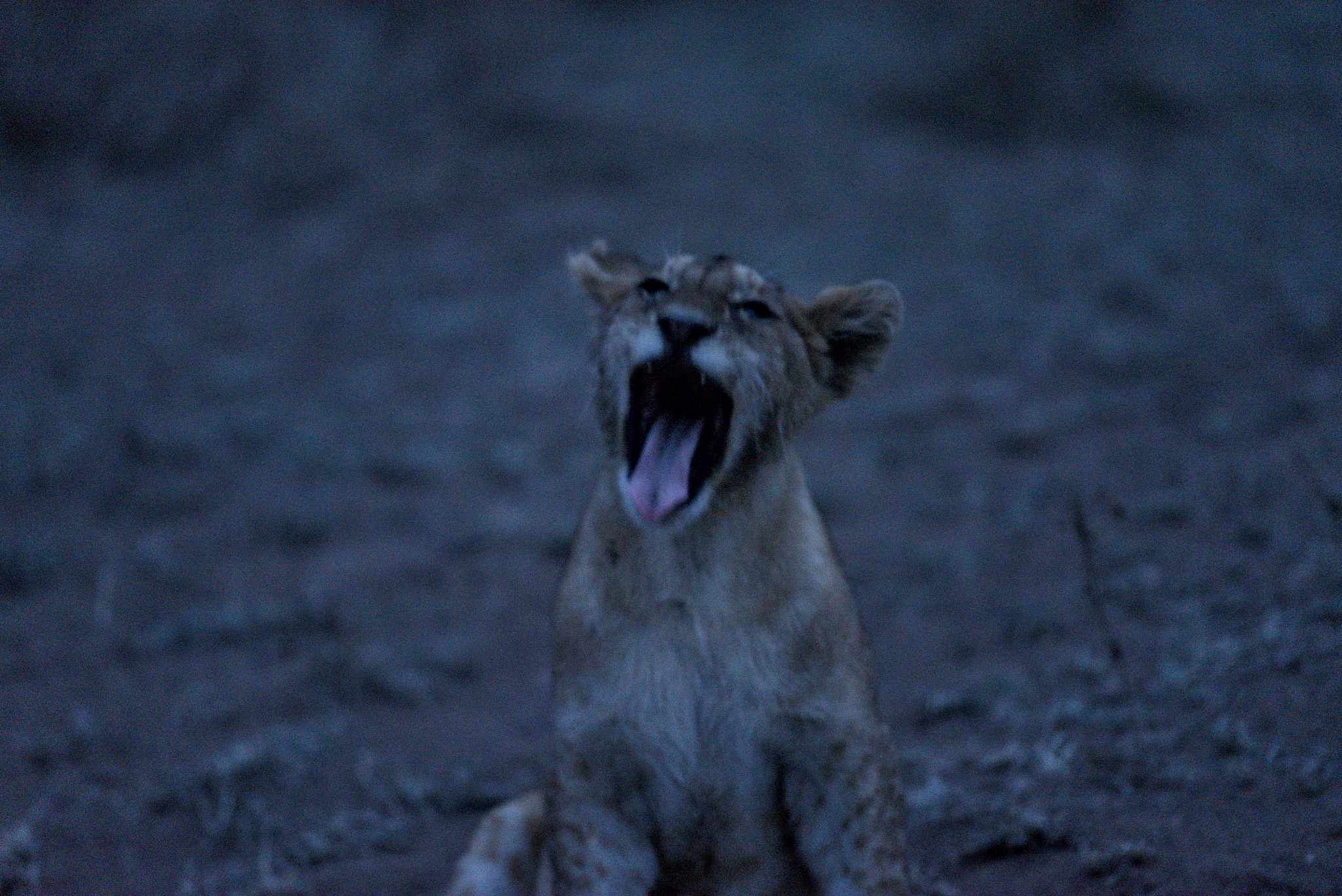 herd of lions prepared to hunt at dusk in the serengeti