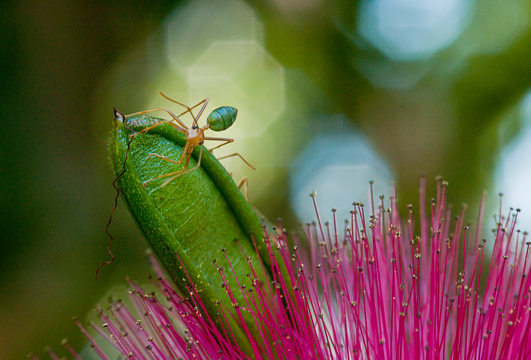 green ant