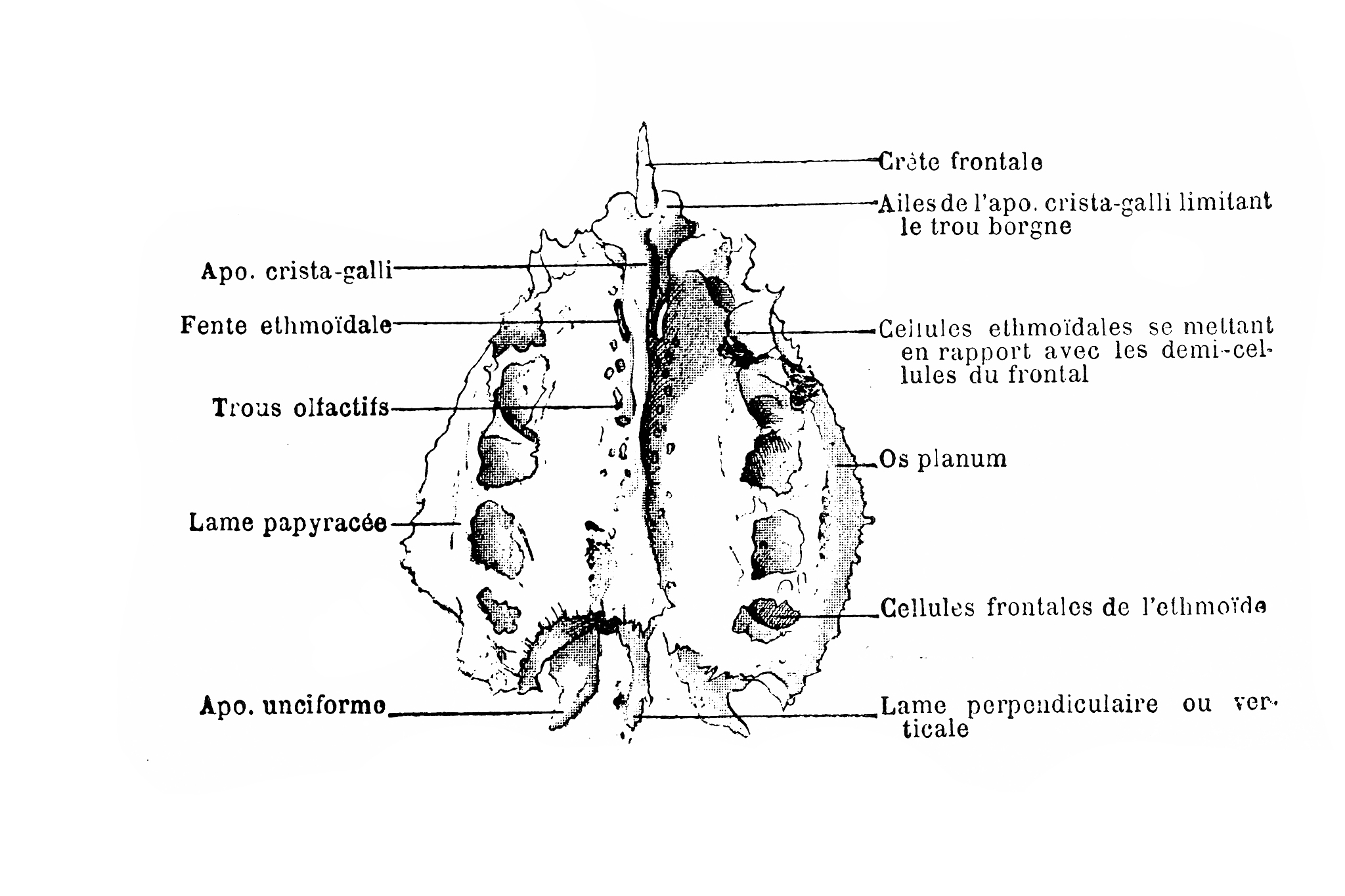 断层解剖学：了解疾病对组织结构的影响