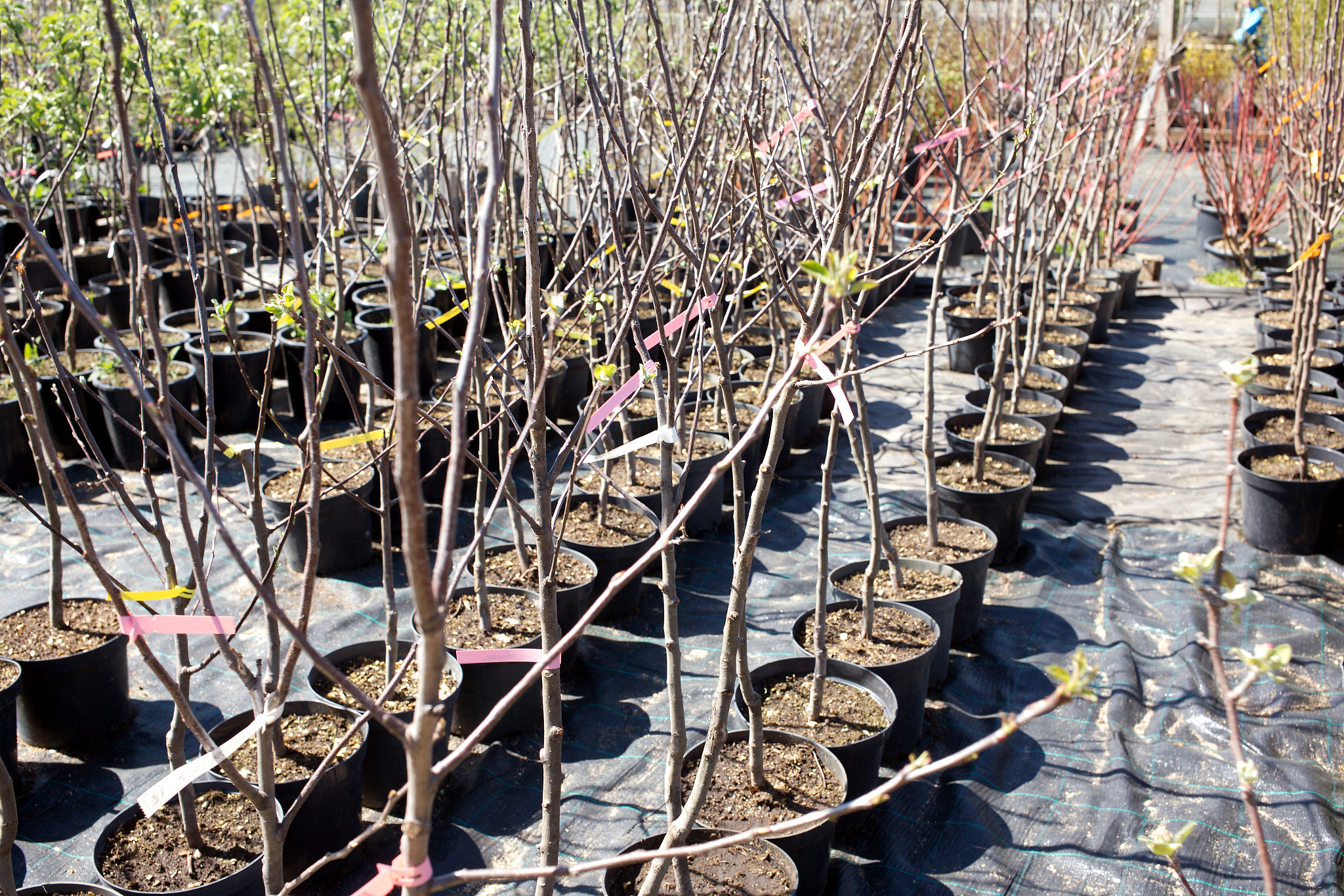 天津农学院园艺专业怎么样