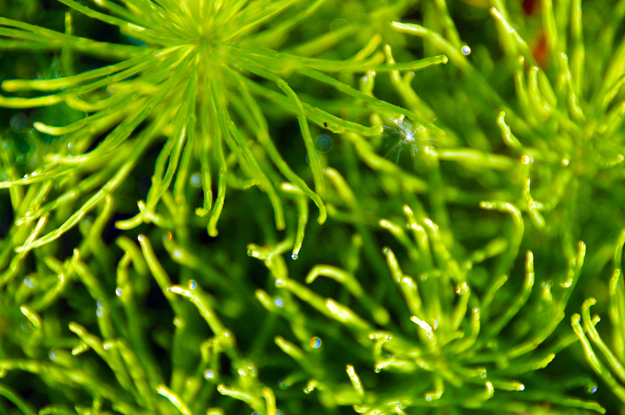 equisetum