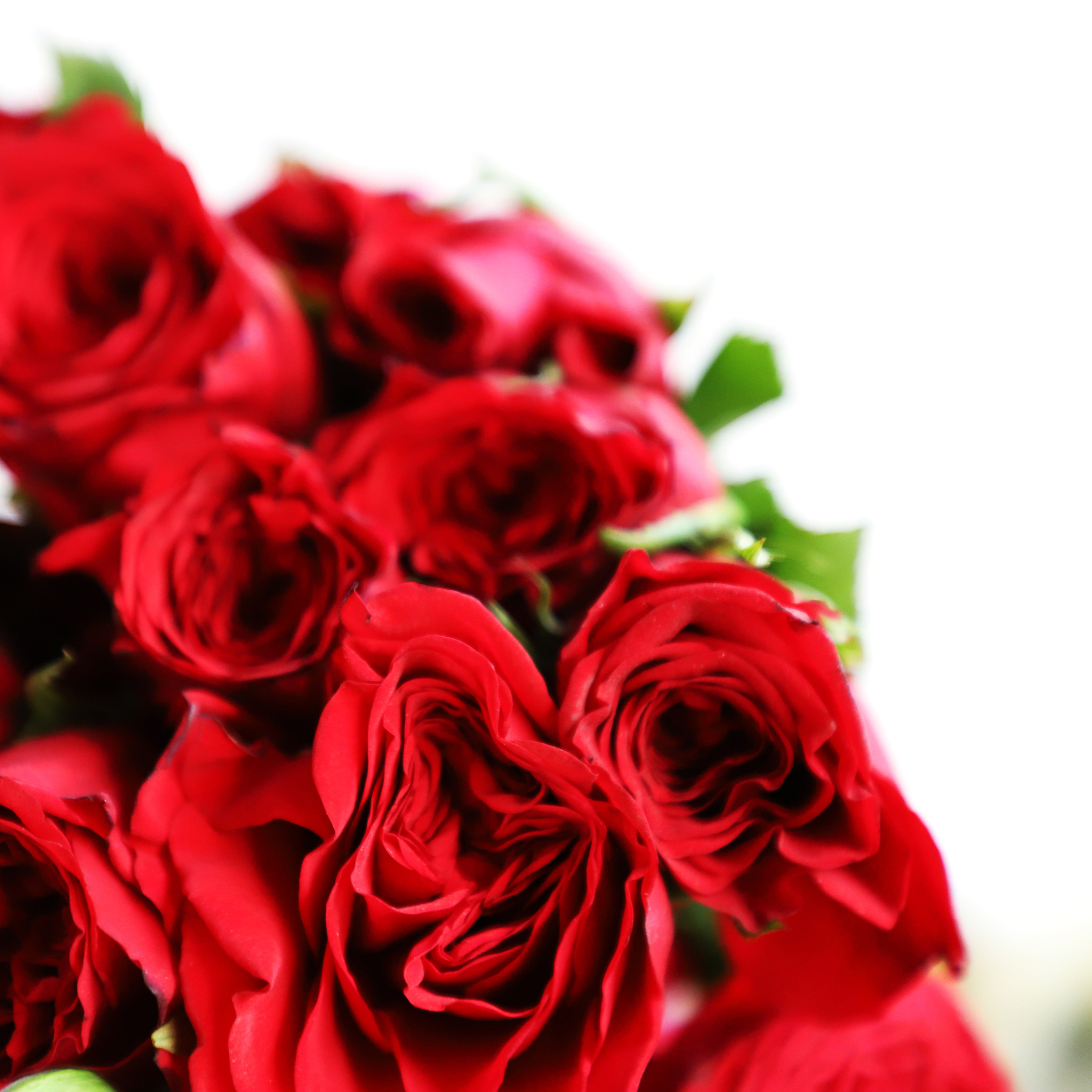 33朵玫瑰花的花语：浪漫真爱和永恒承诺