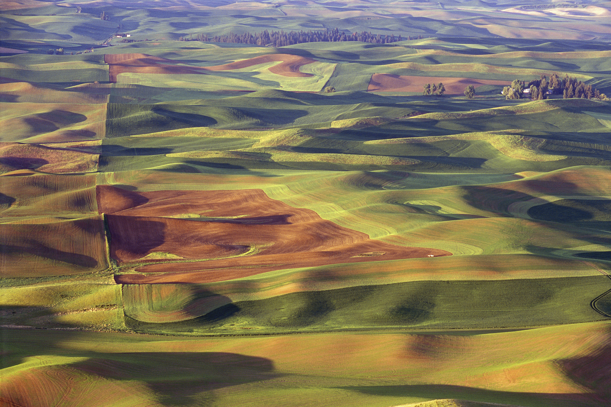 agricultural fields in spring at steptoe butte