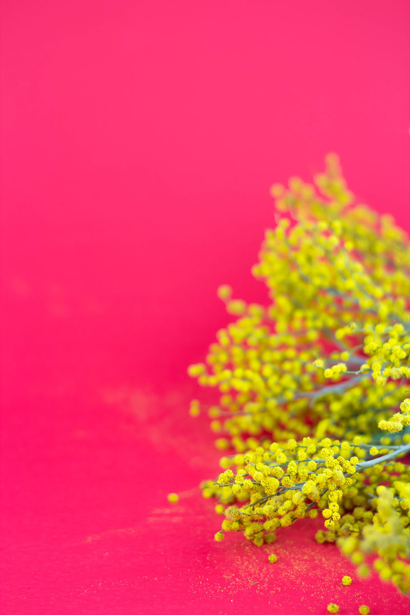 风中的红色身影：一个温暖的春天故事