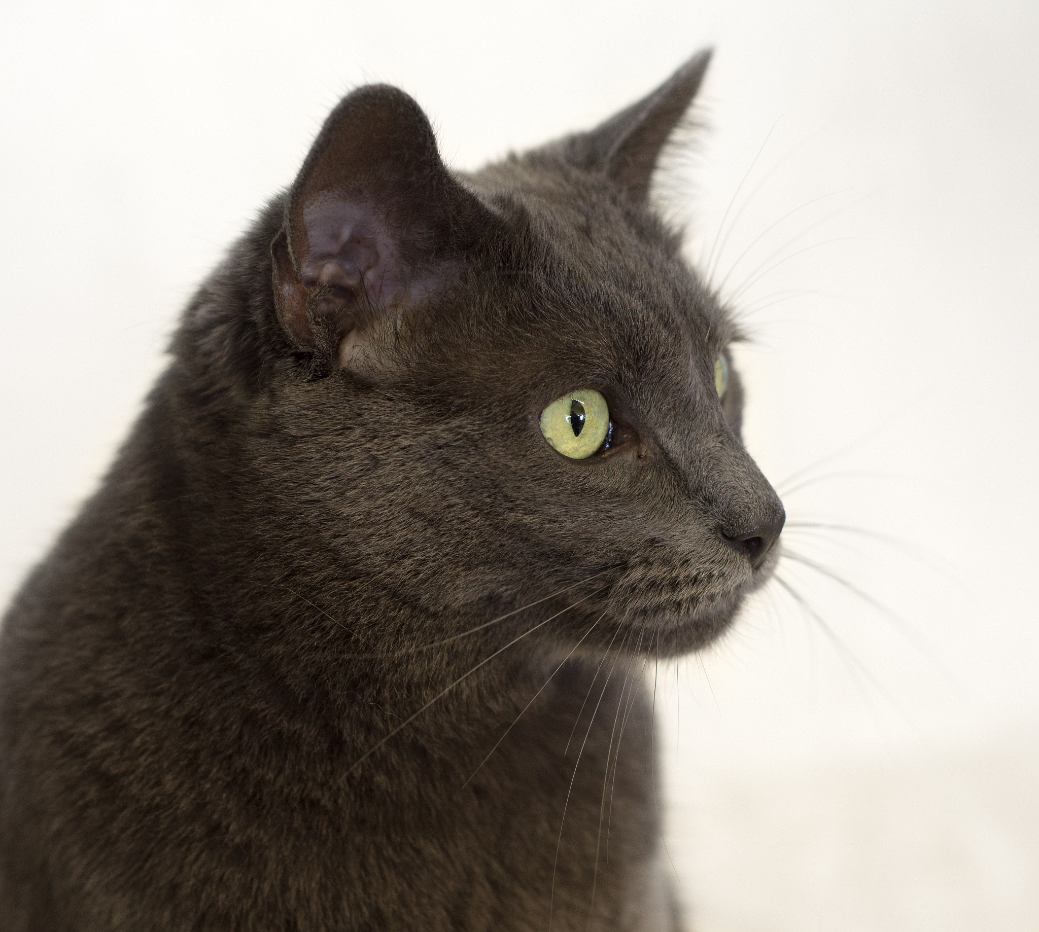 Edward the Cat: A Charming Feline with a Mischievous Streak