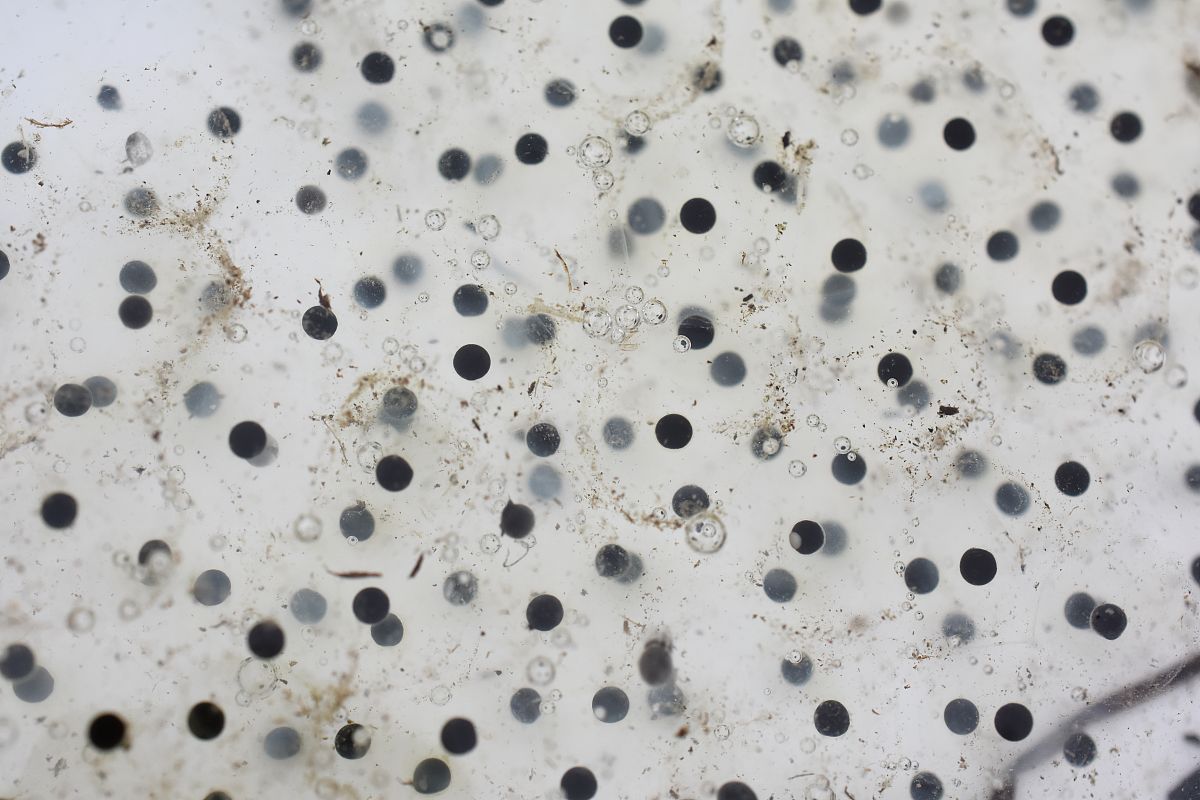 动物卵的比较观察：相同点和不同点