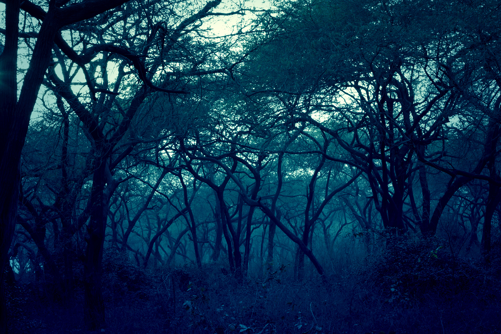 深夜森林奇遇记：一场与自然的奇妙邂逅