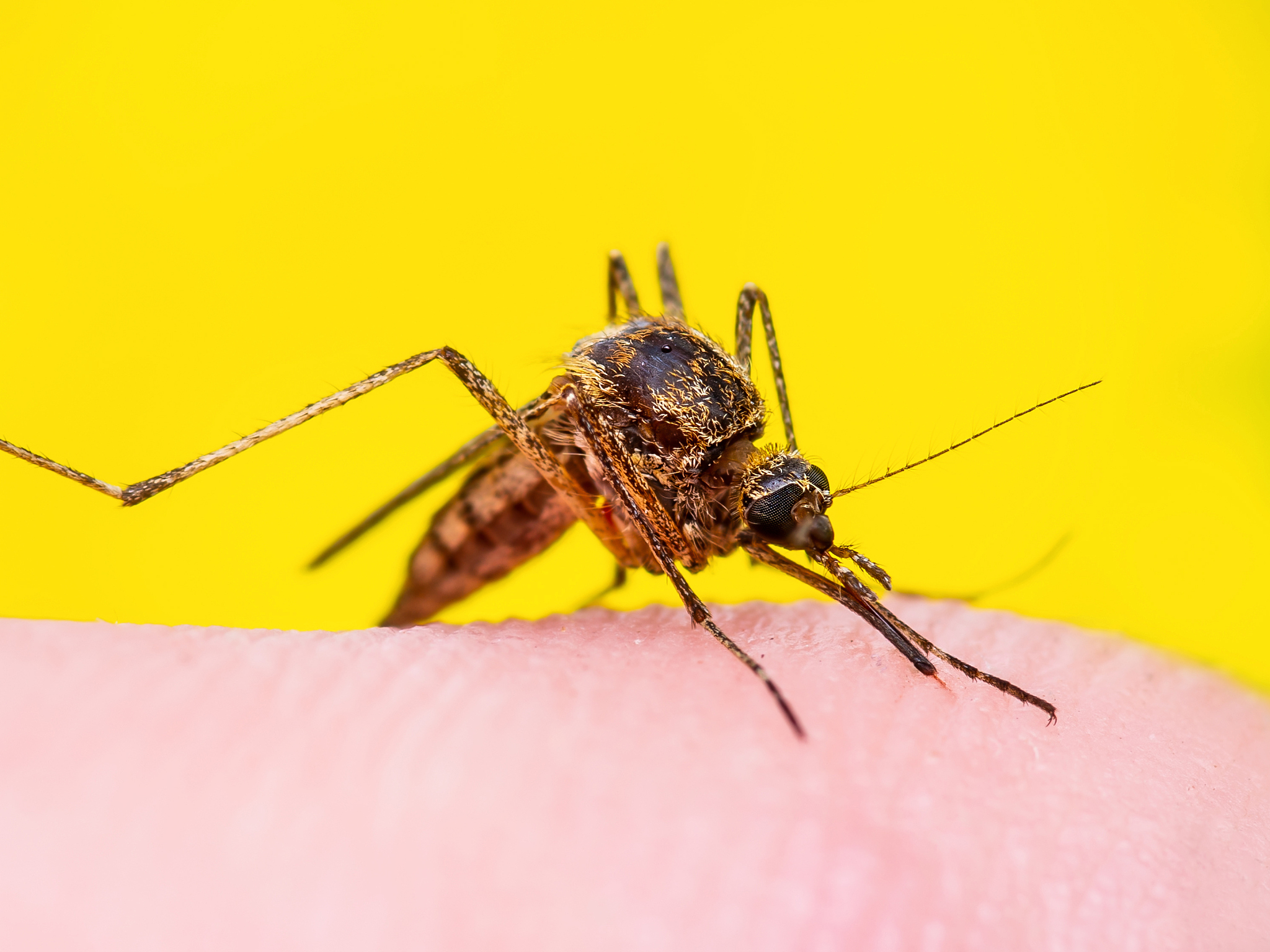 以让人烦恼的口吻重新编排讲述一下以下文章：蚊子是一种常见的昆虫以吸食动物血液为生。雌性蚊子会叮咬人类而雄性蚊子只吸取植物汁液。叮咬引起的瘙痒感是由蚊子唾液中的蛋白质引起的唾液中含有抗凝血酶使其更容易吸取血液。蚊子飞行速度快每小时可达15英里翅膀每秒钟振动300至600次。它们通过感知二氧化碳和体温找到叮咬目标。蚊子在叮咬前会用触角探测目标的化学物质如乳酸和氨。蚊子寿命短雌性蚊子需要吸食足够血液来孵