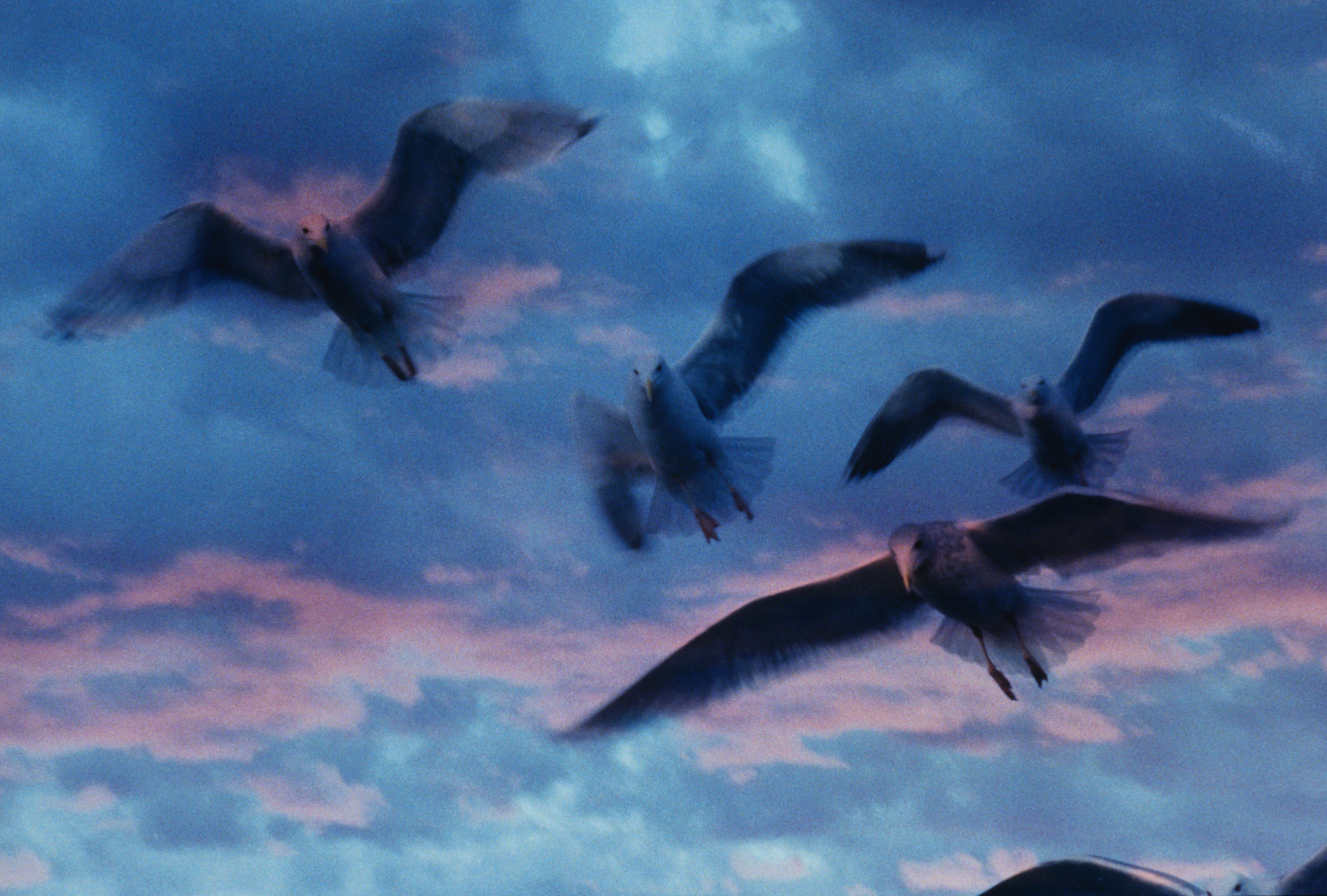 birds in flight