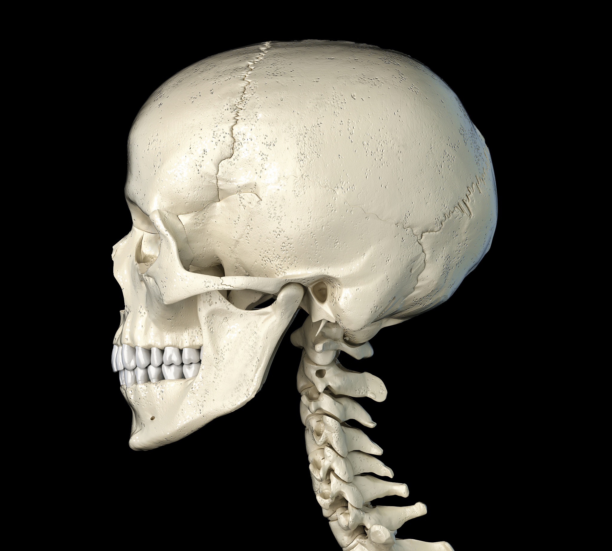 human skull, illustration