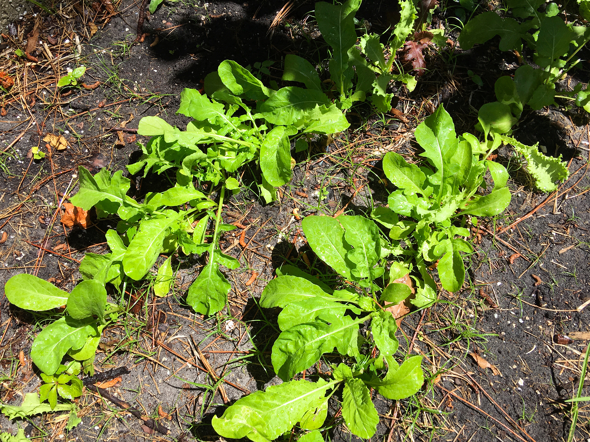 黄疸的治疗：茵陈蒿汤功效及适用范围
