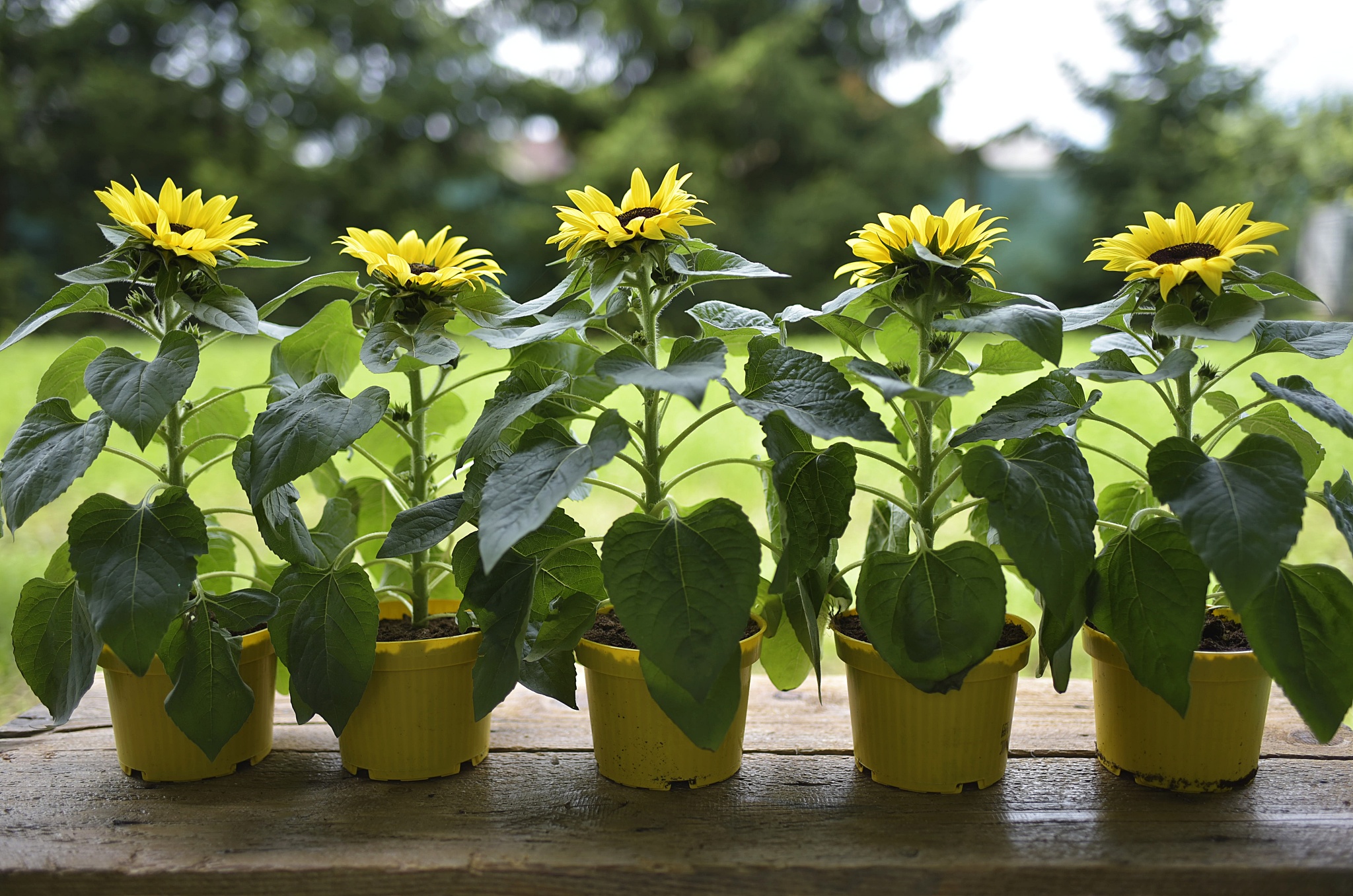 北京地区露天盆栽向日葵，方法和注意事项
