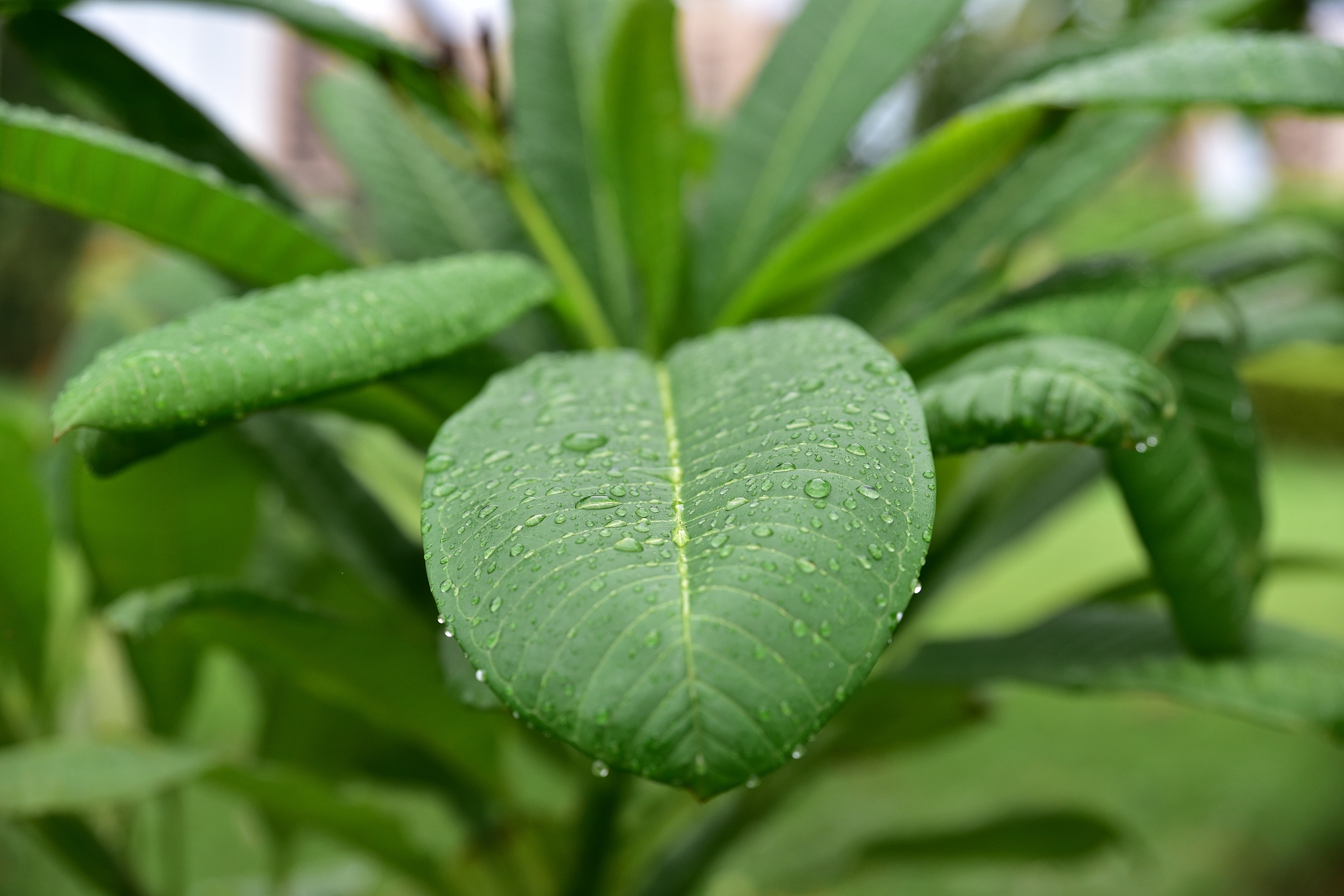 green leaf with water drops