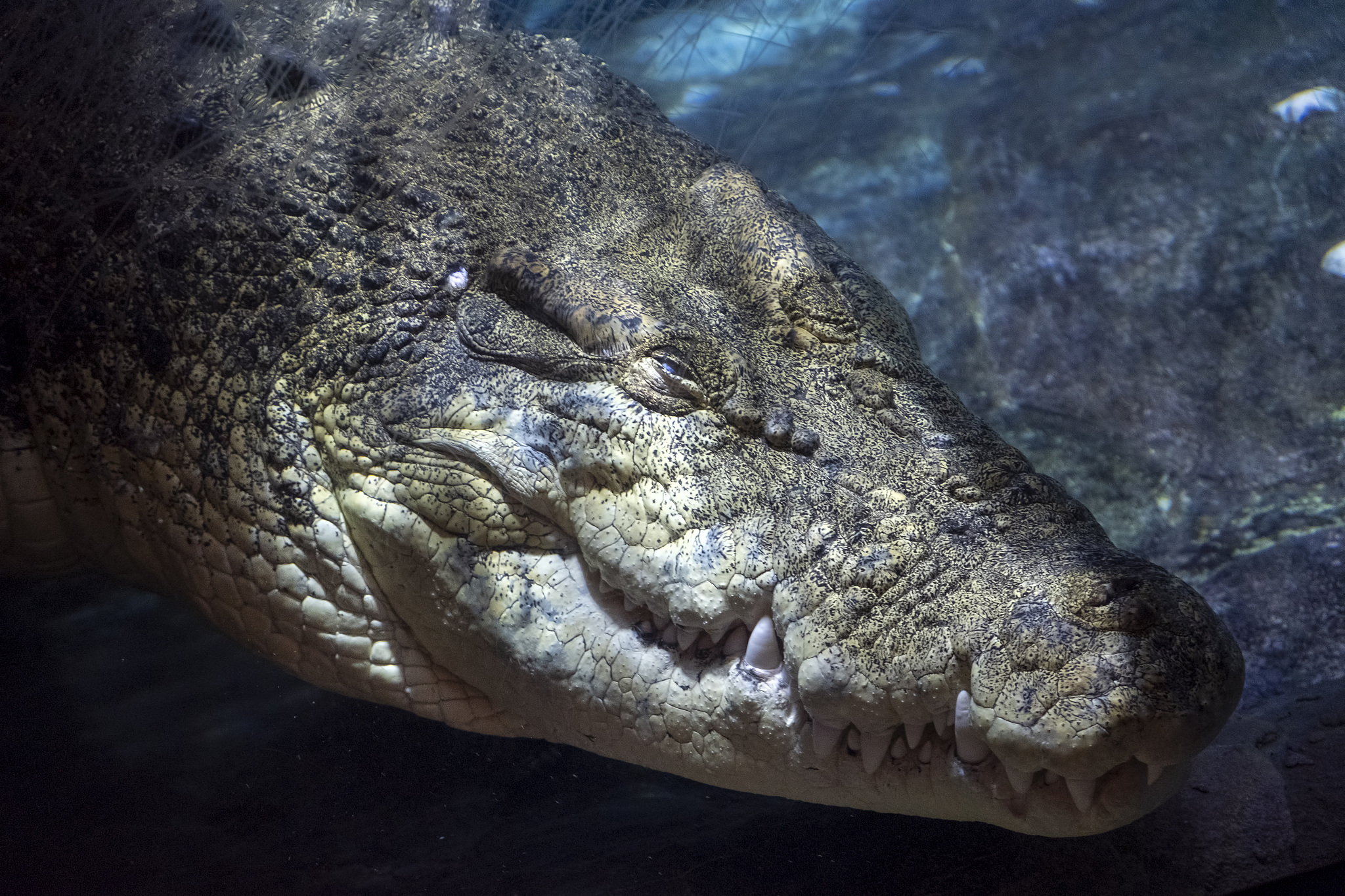 spesies dinosaurus yang paling kecil