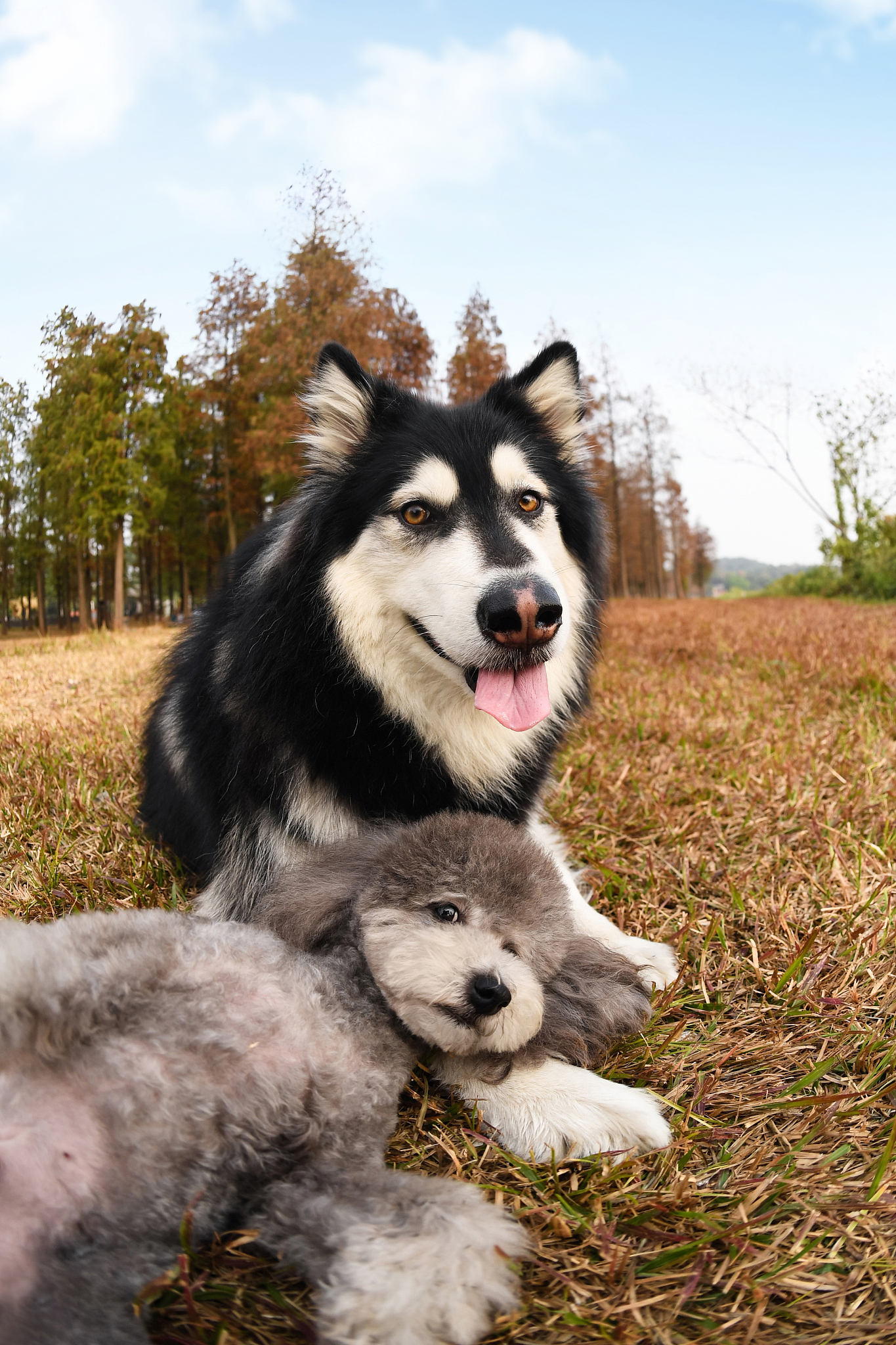 上班族养狗避坑指南：阿拉斯加真的不适合你？