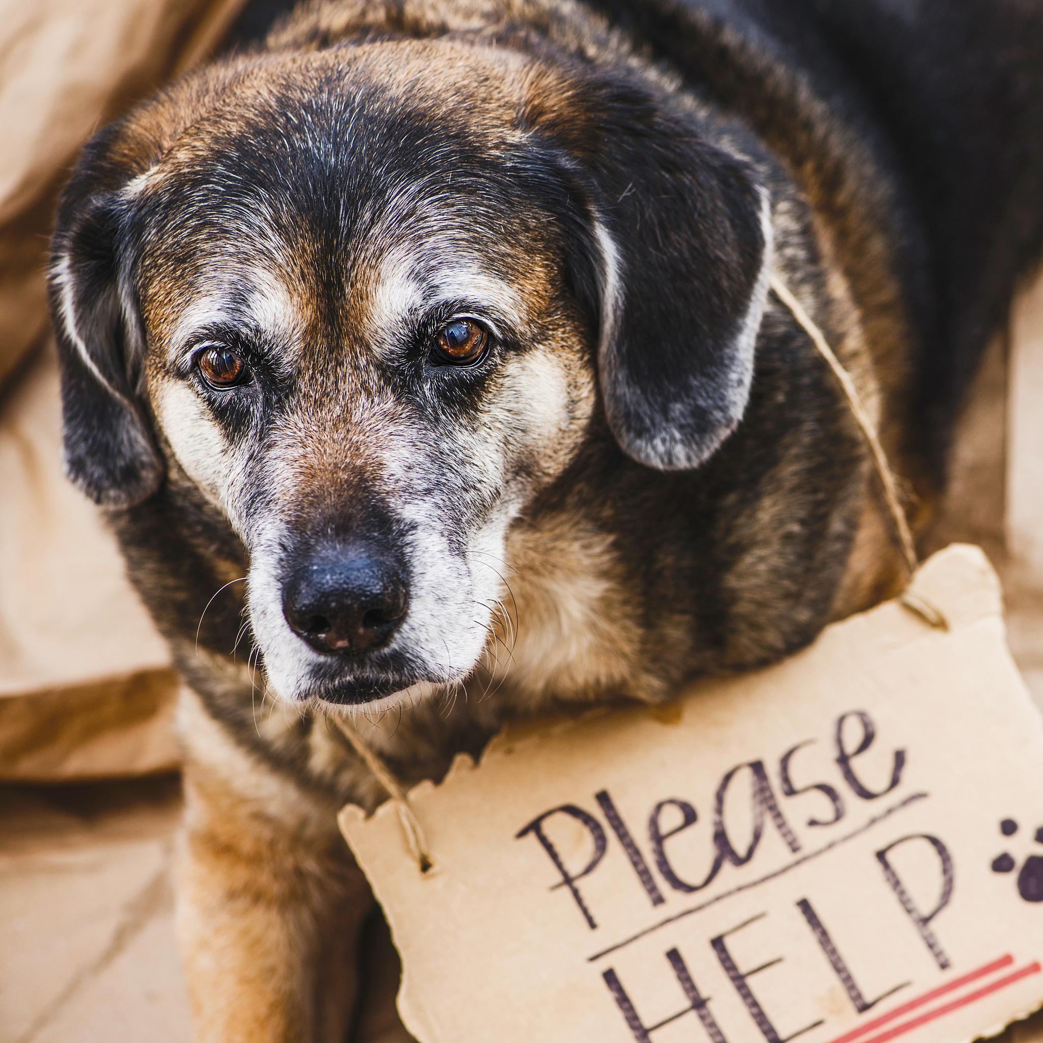 宠物行为调整软件市场分析：规模、需求和前景