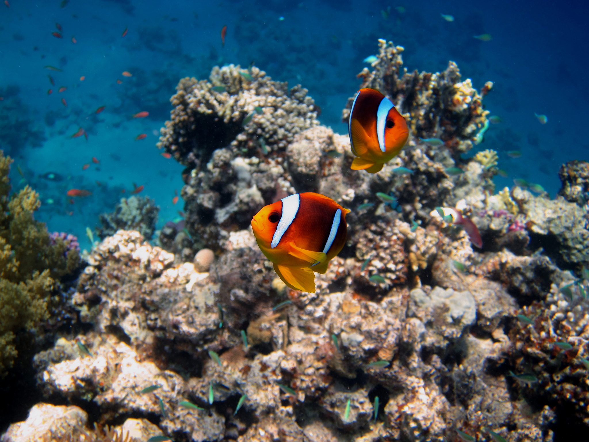 two red sea anemone fish