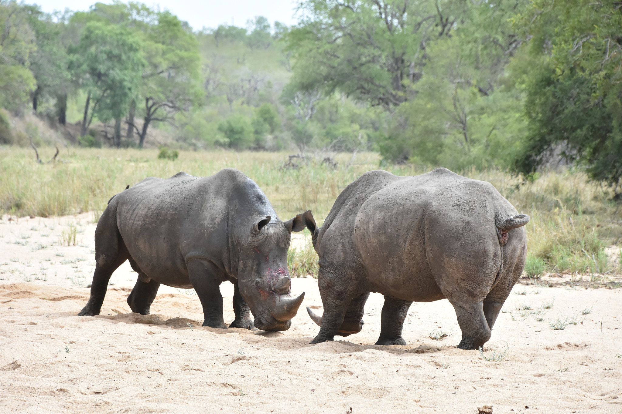 犀牛7圆角修复：如何处理复杂模型