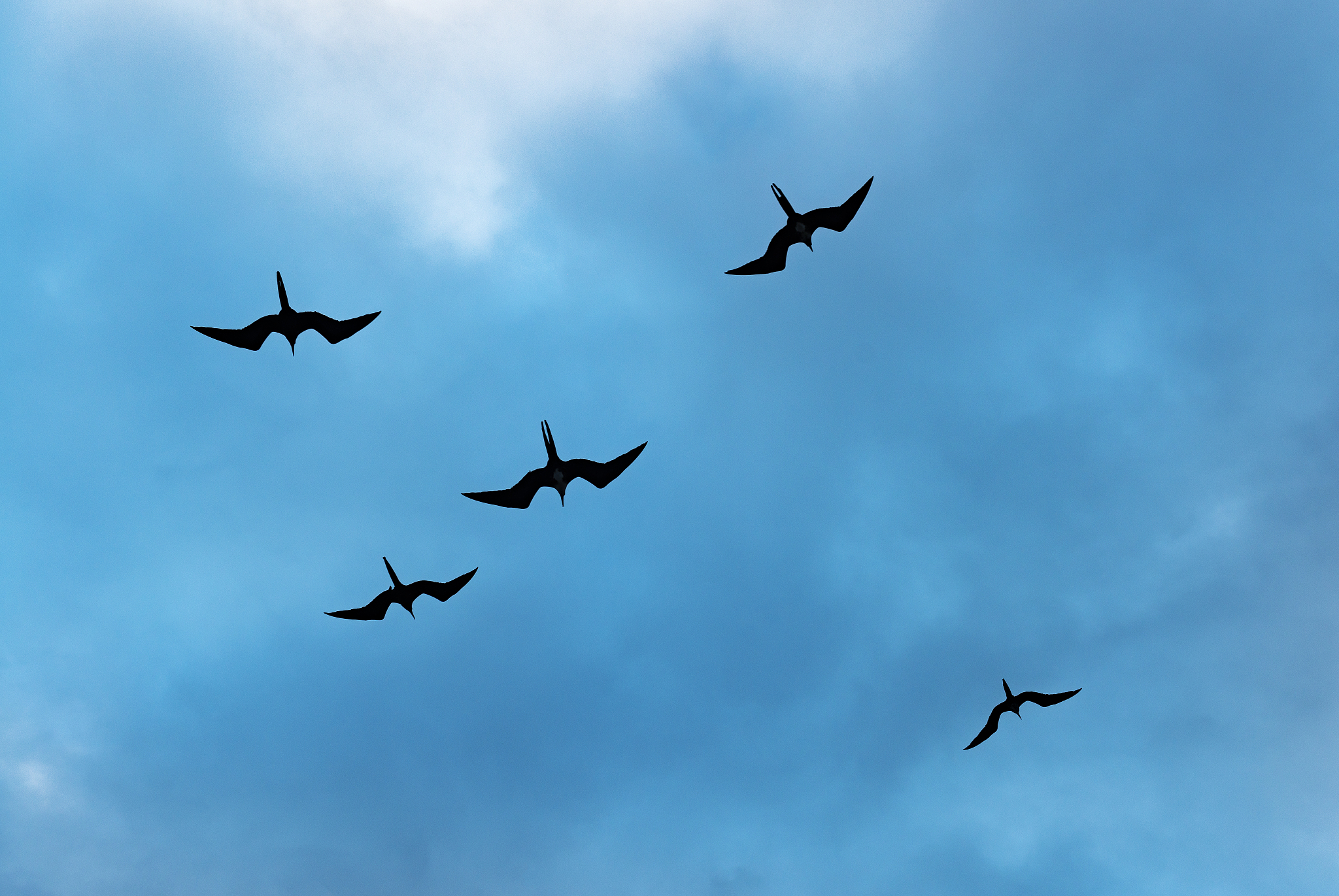 magnificent frigate birds silhouette, galapagos
