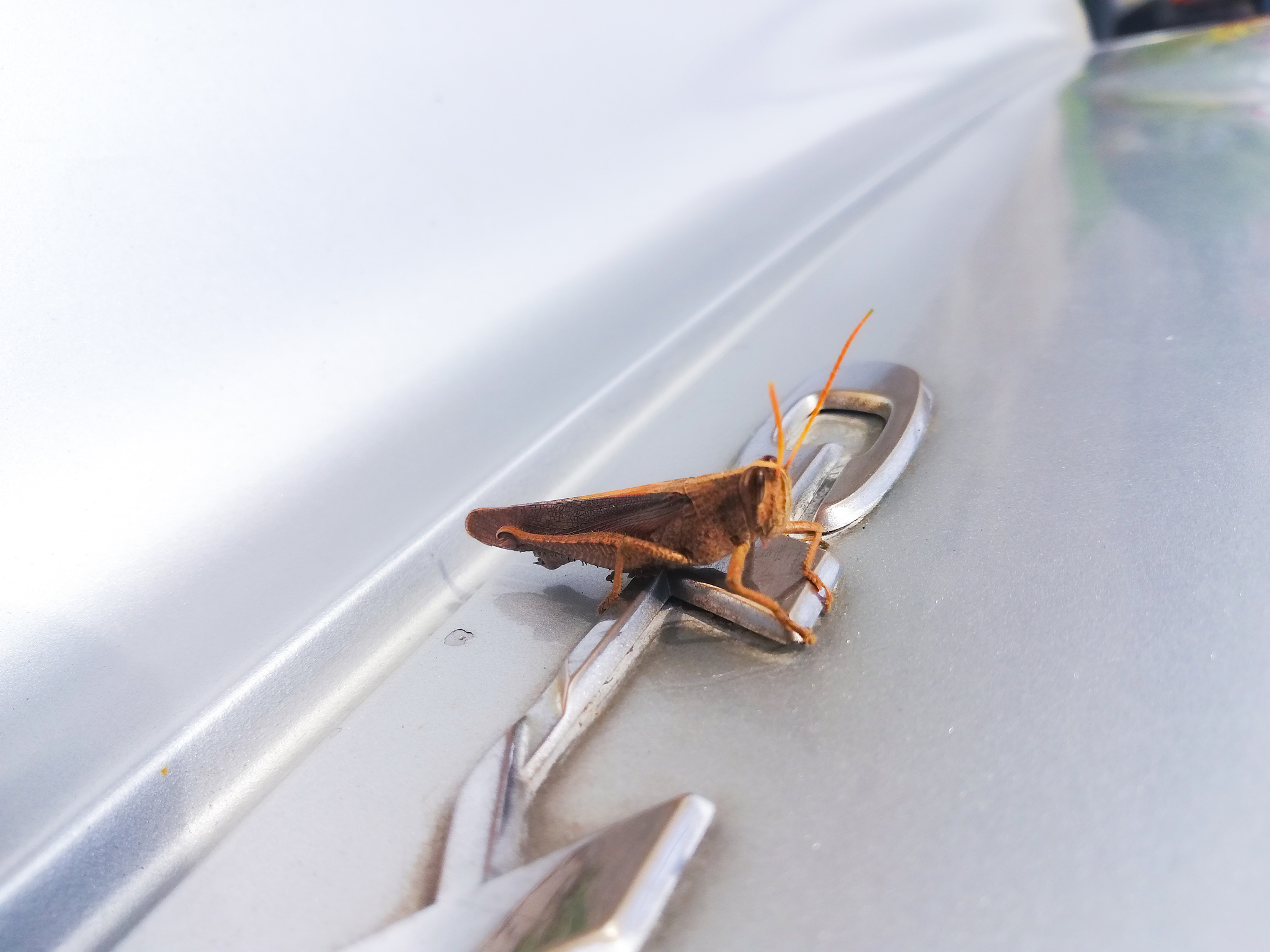 ORIENTAL INSECTS 期刊：亚洲昆虫学研究的权威之选