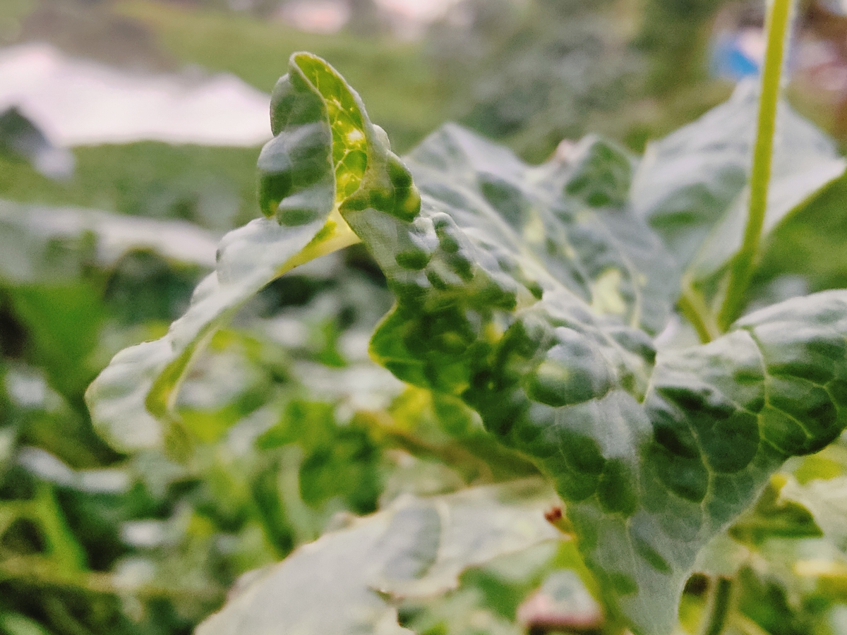 南瓜砧木上有白点回答及拓展