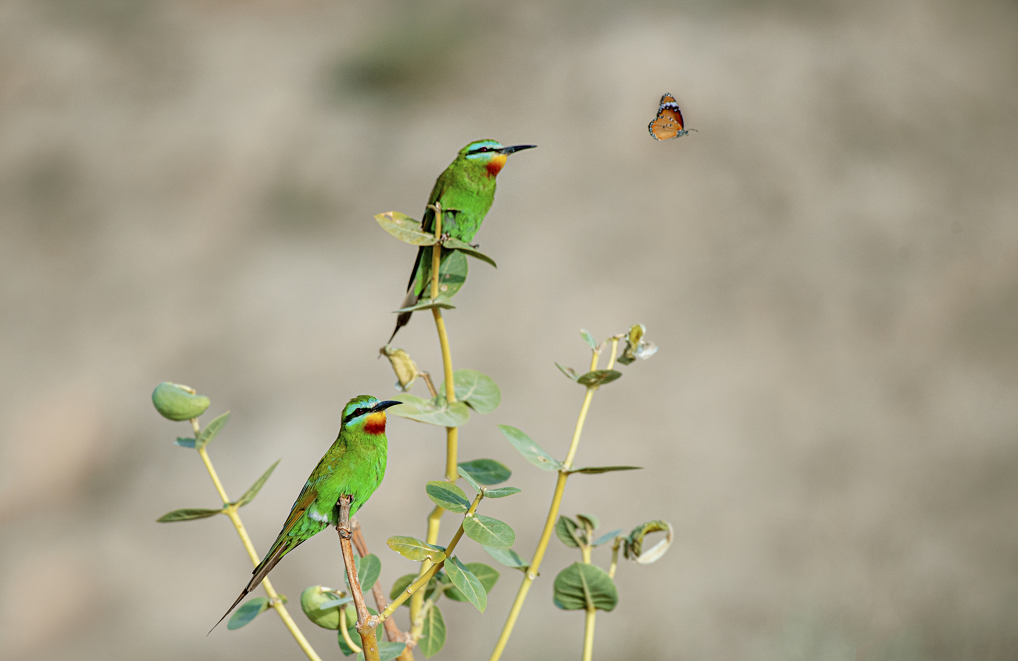 帮爸爸请一尊文殊翡翠